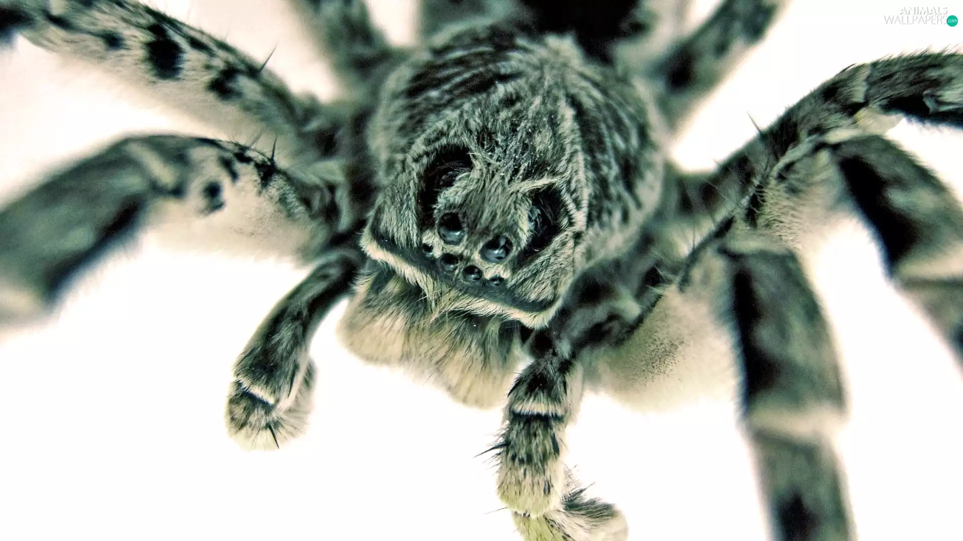 Spider, Tarantula