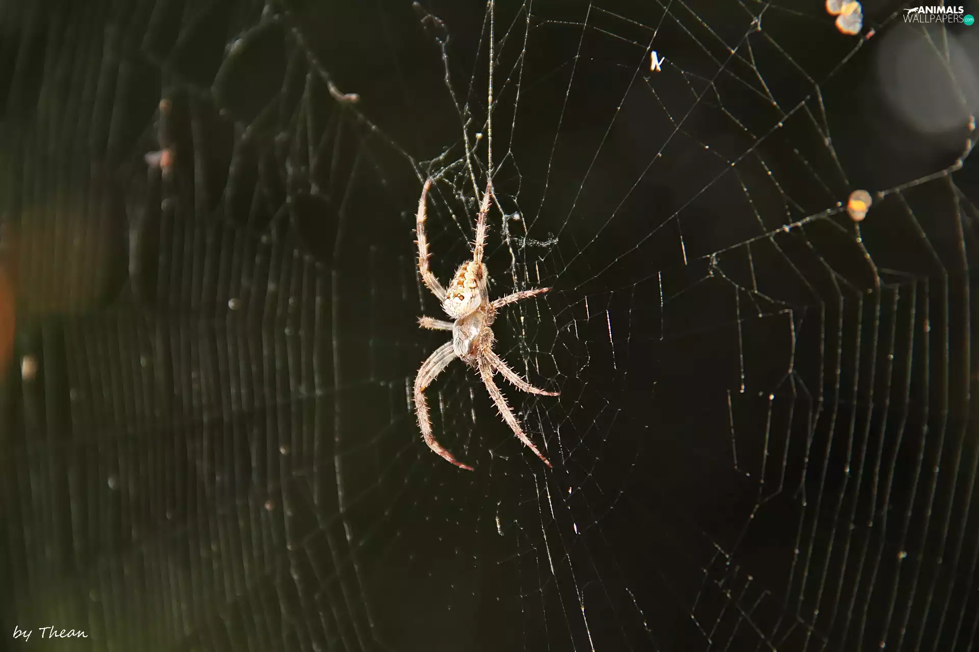 Spider, trestle