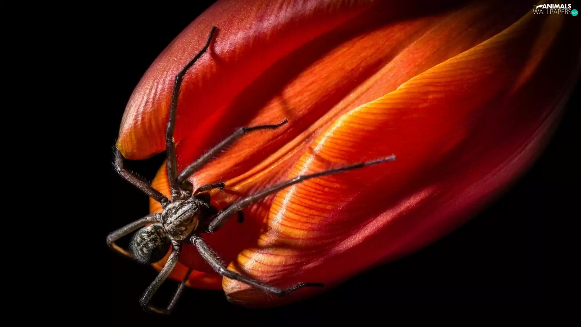 Spider, Red, tulip