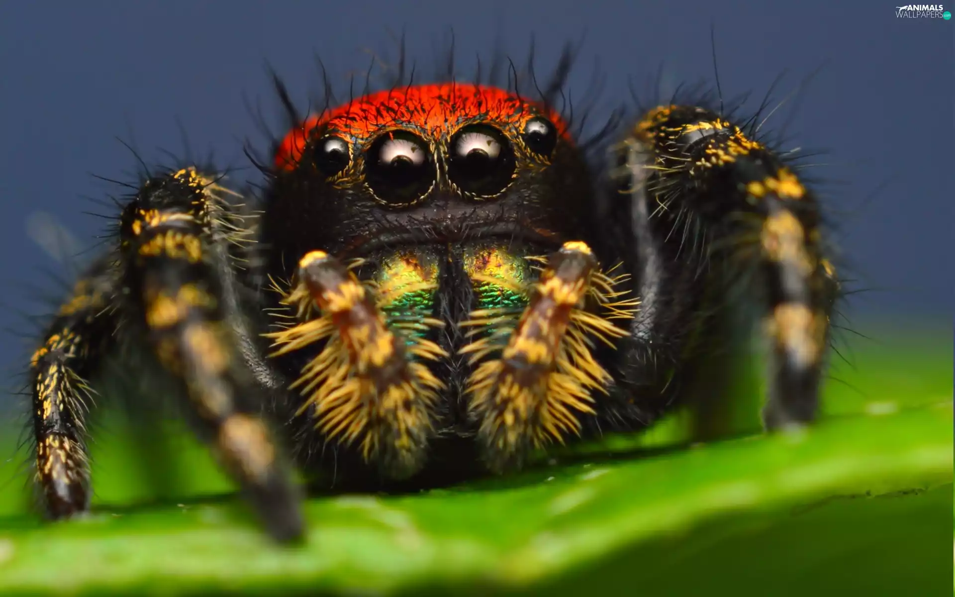 Zebra Jumper, Close, Spider