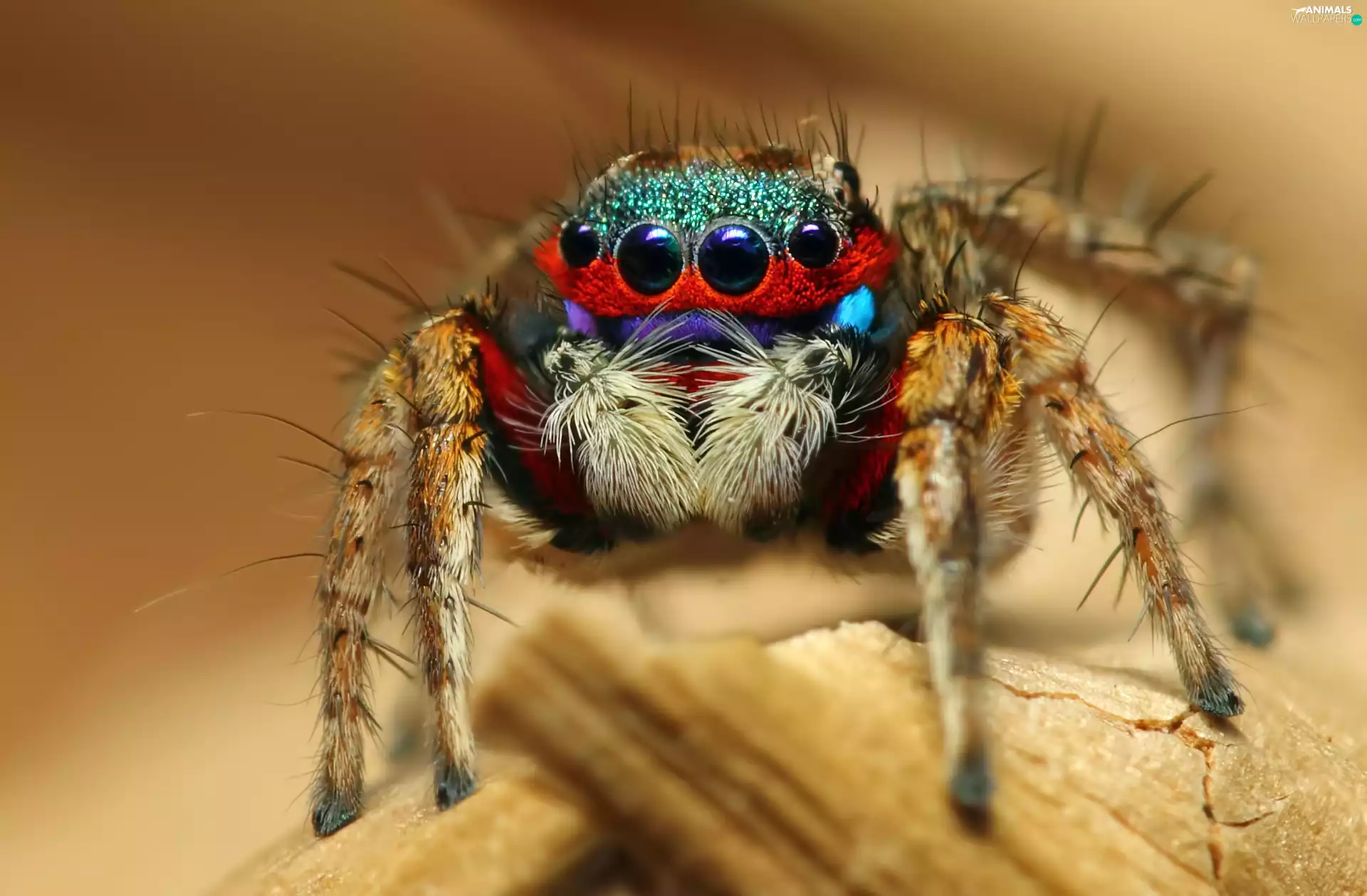 Zebra Jumper, color, Spider