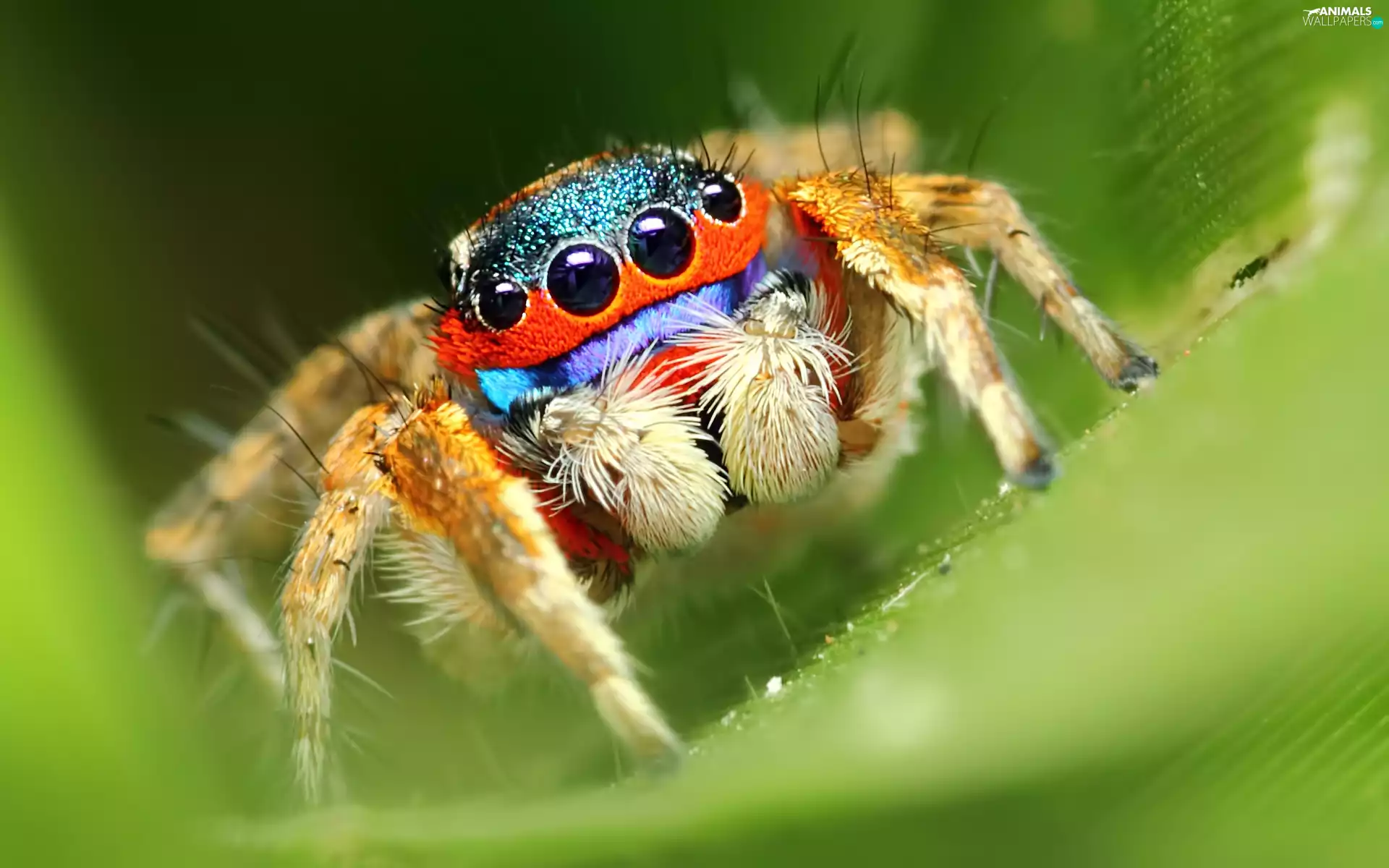 Zebra Jumper, color, Spider
