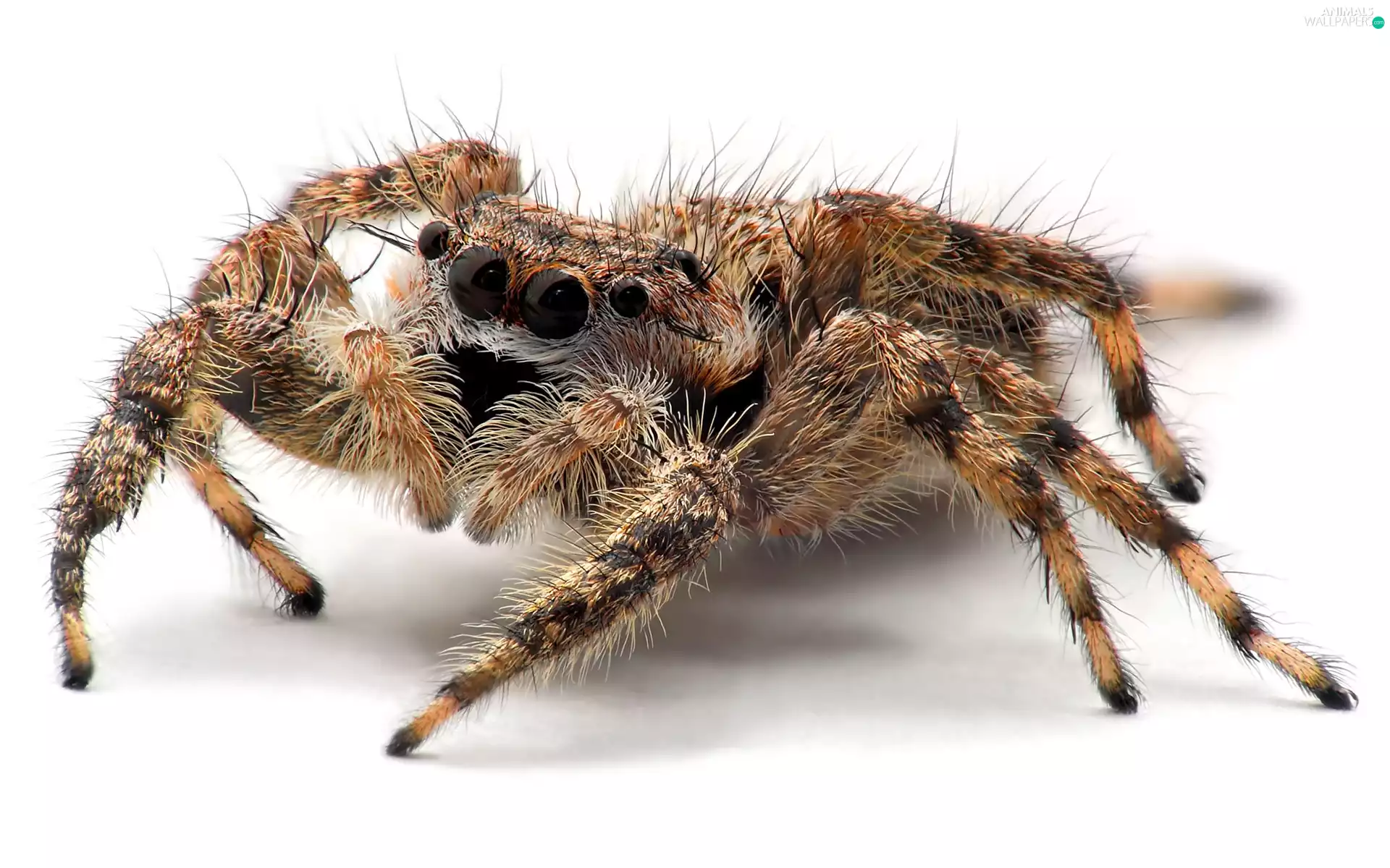 Zebra Jumper, hairy, Spider