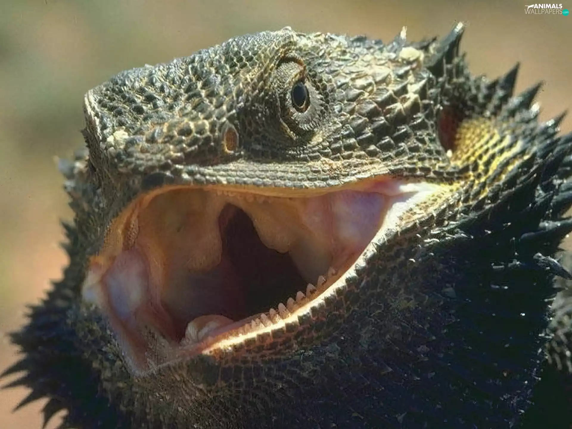 Spikes, lizard, Agama