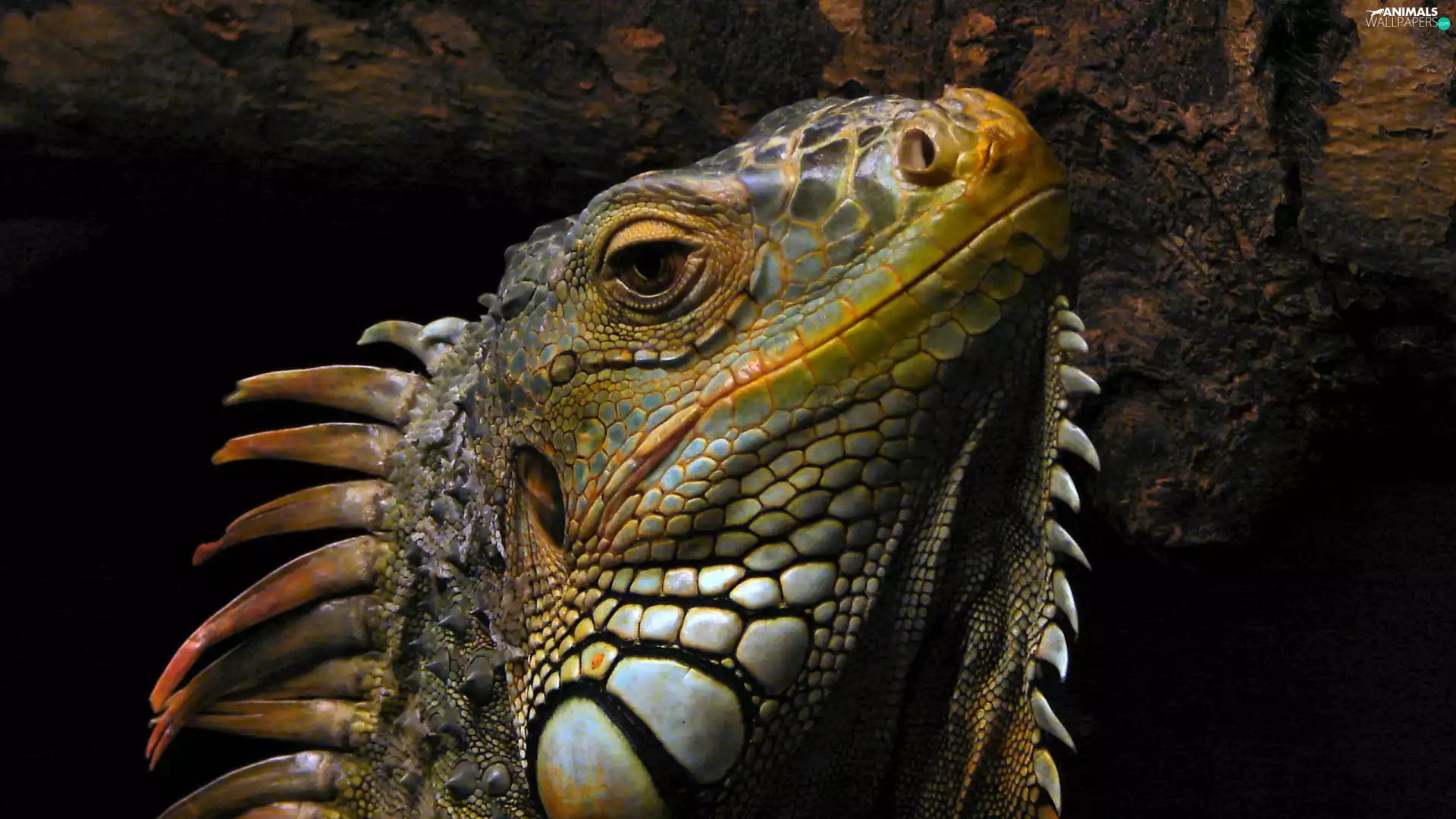 Spikes, Head, iguana