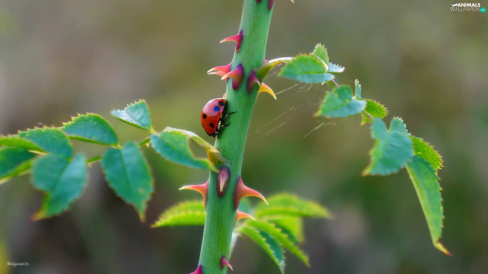 Spikes, ladybird, twig
