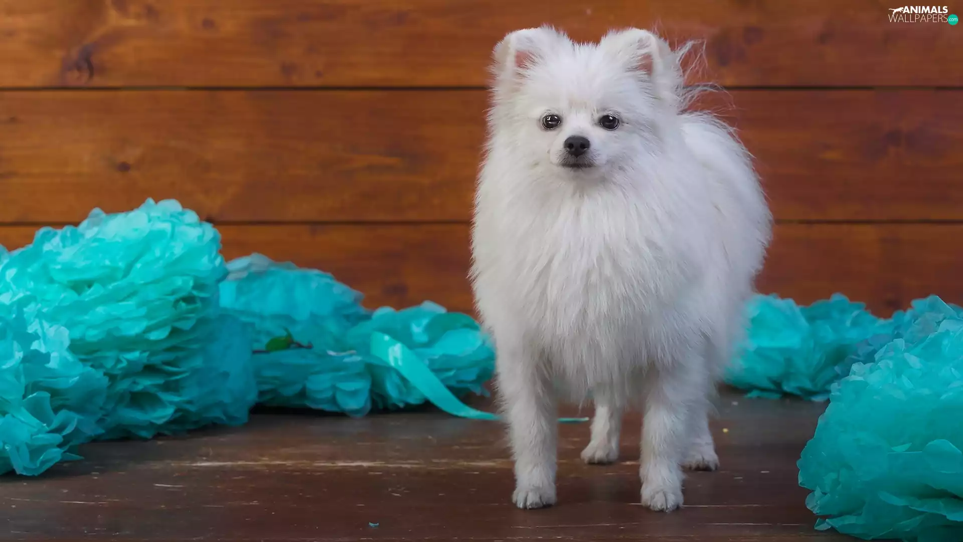 boarding, White, Toy Spitz