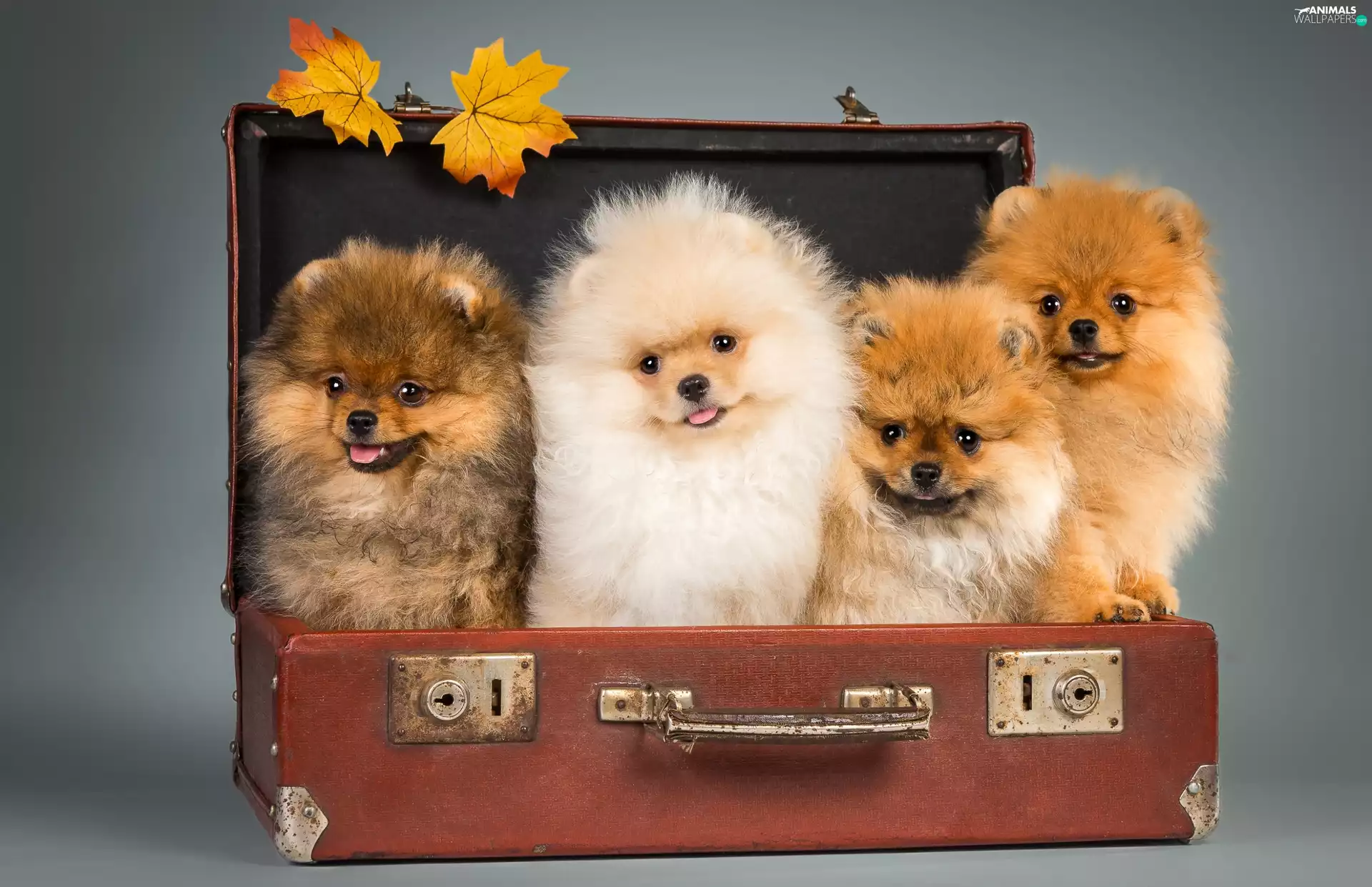 case, Dogs, Miniature Spitz