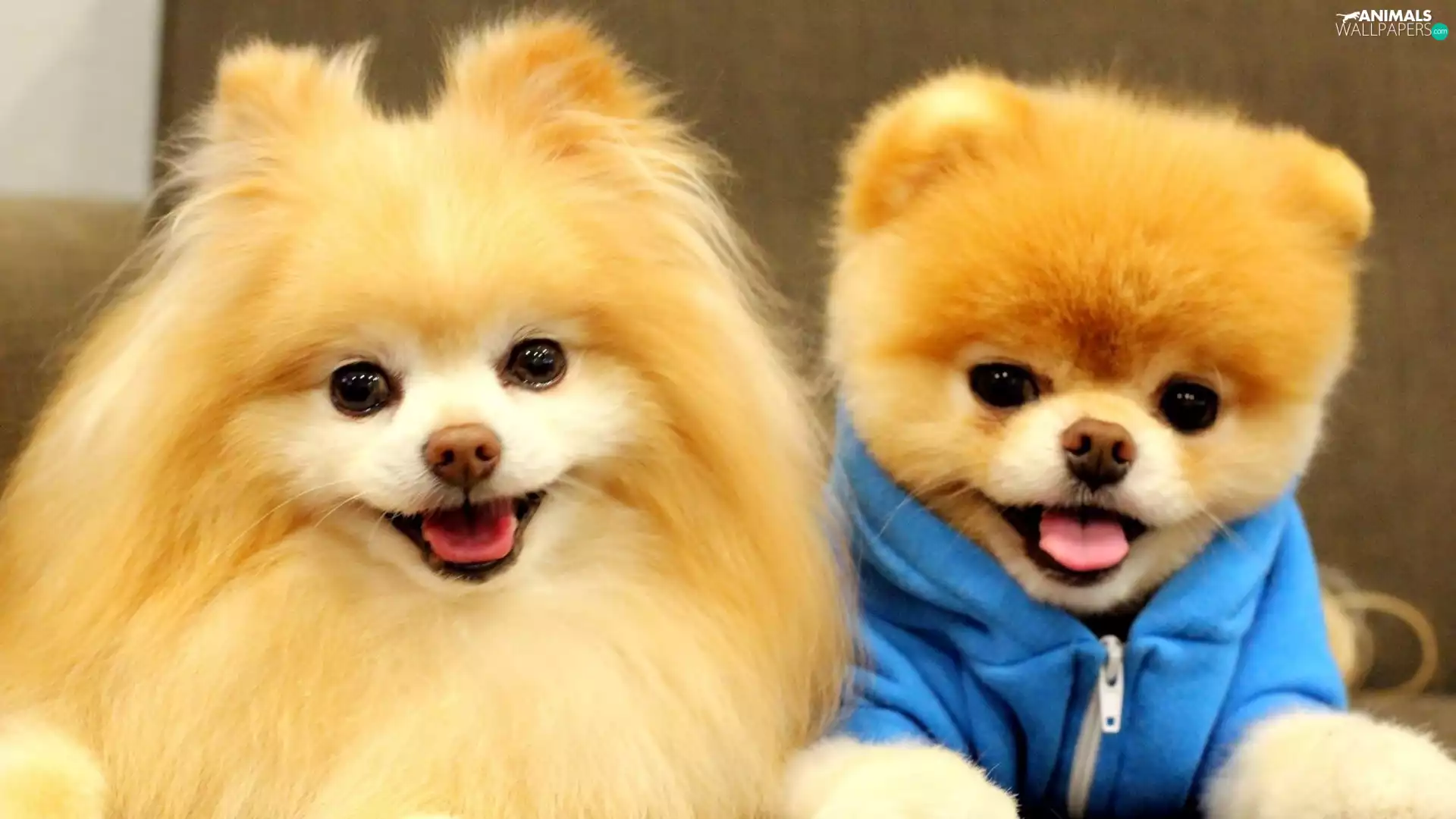 Miniature Spitz, Two cars, puppies
