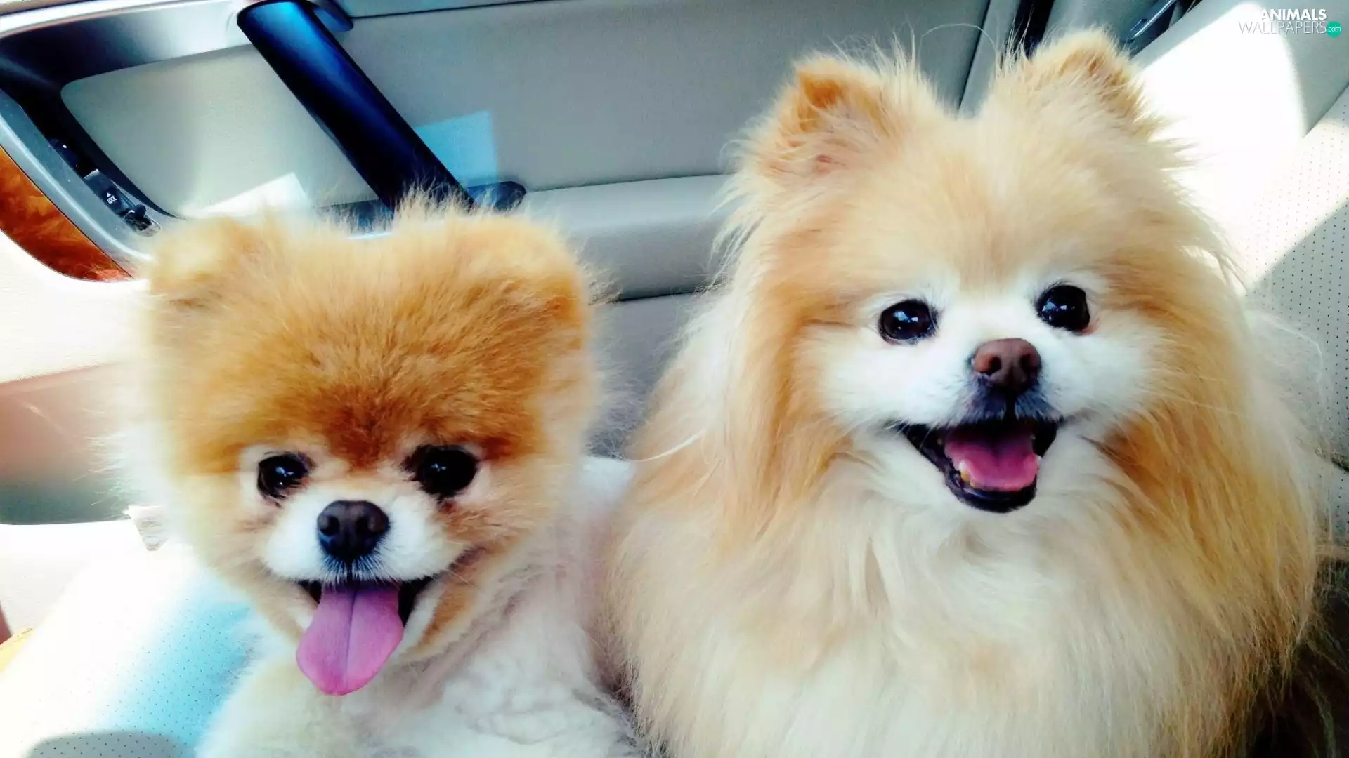 Miniature Spitz, Two cars, puppies