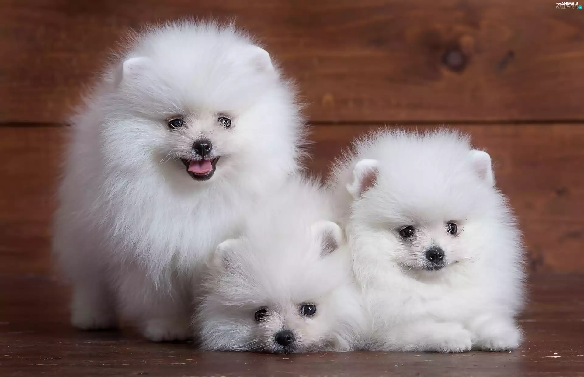 Spitz, Three, White