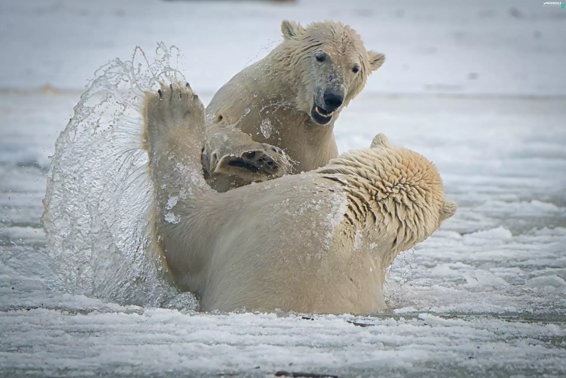 polar, Two cars, Splashed, play, water, bears