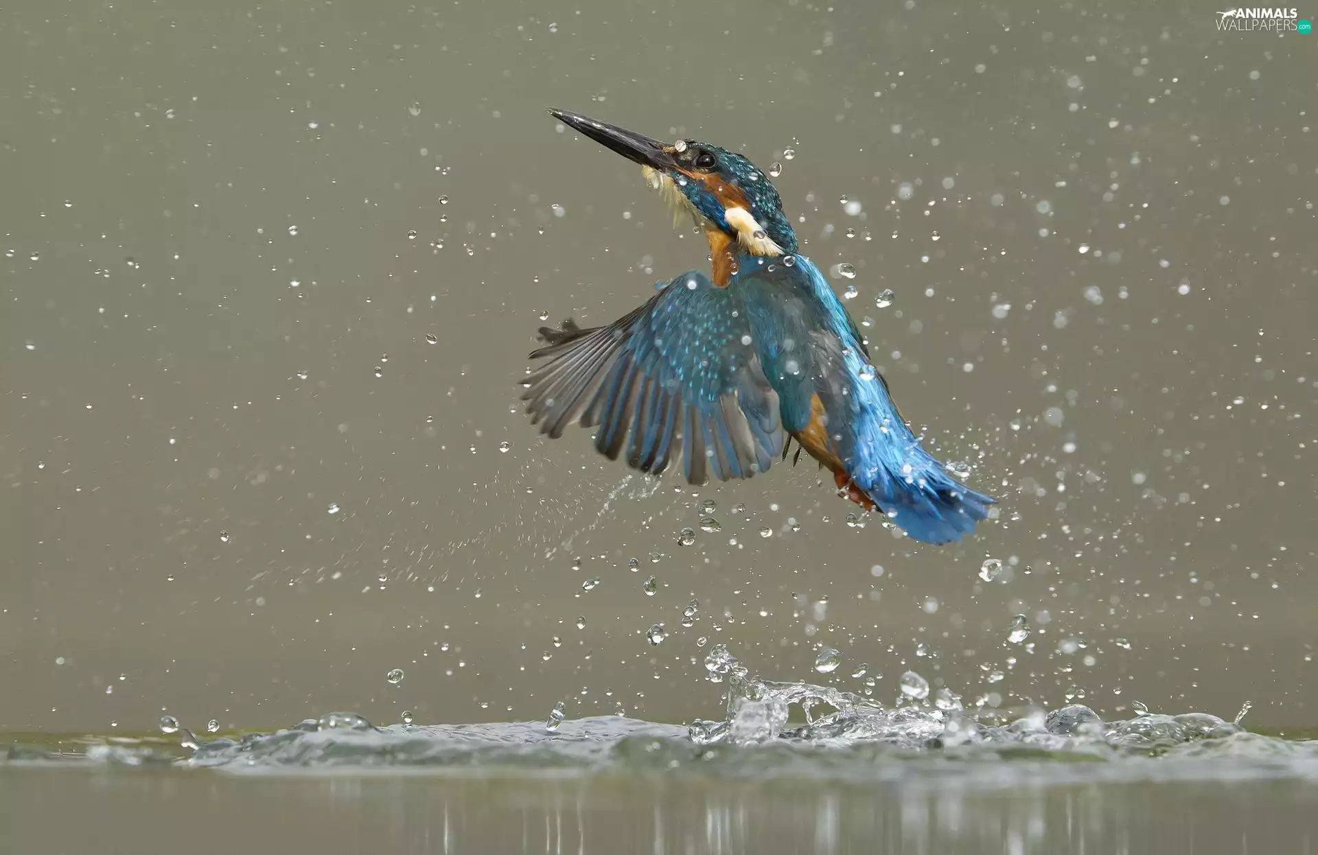 drops, Splashes, flight, water, kingfisher
