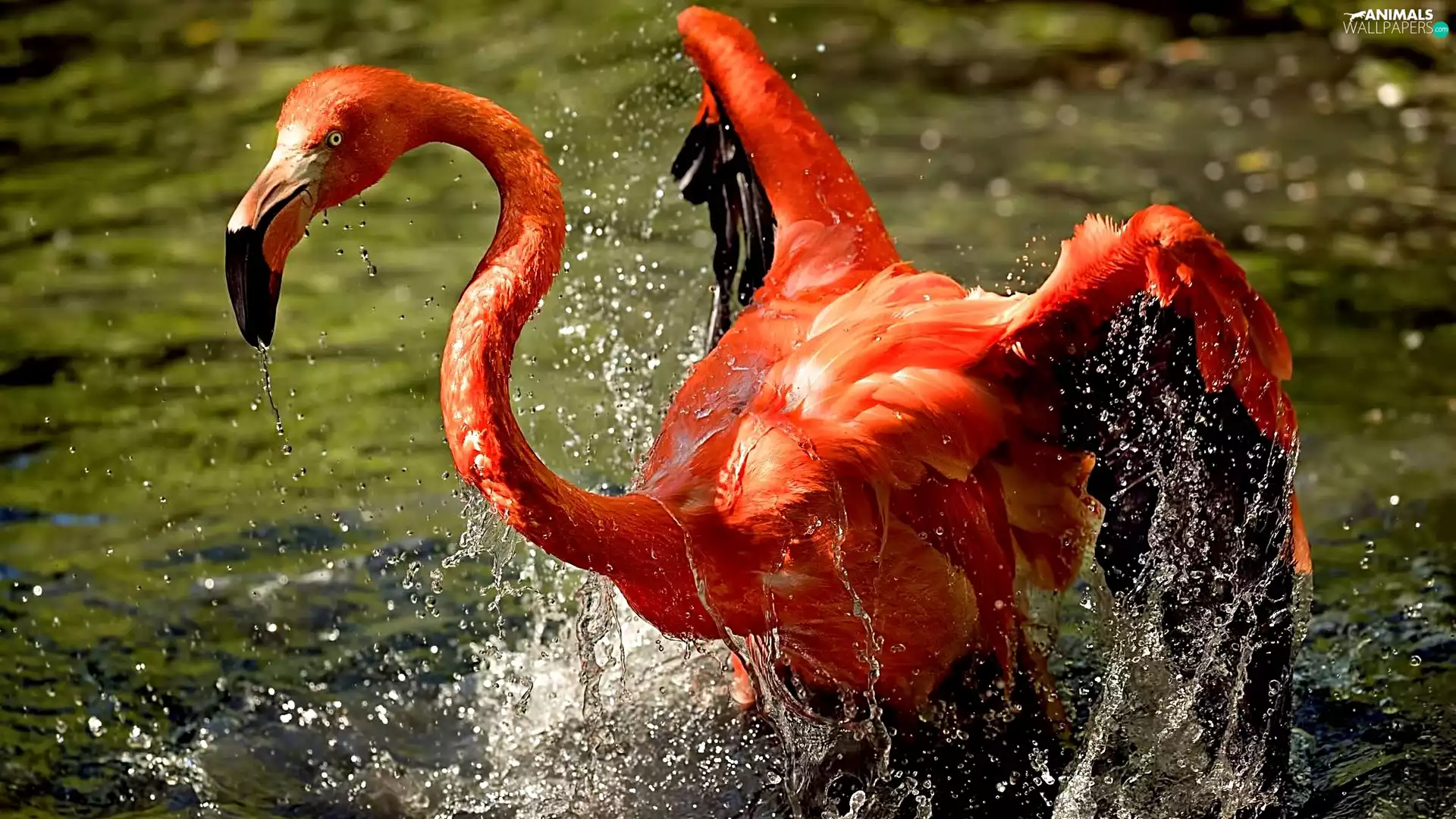 water, Greater Flamingo, Splashing