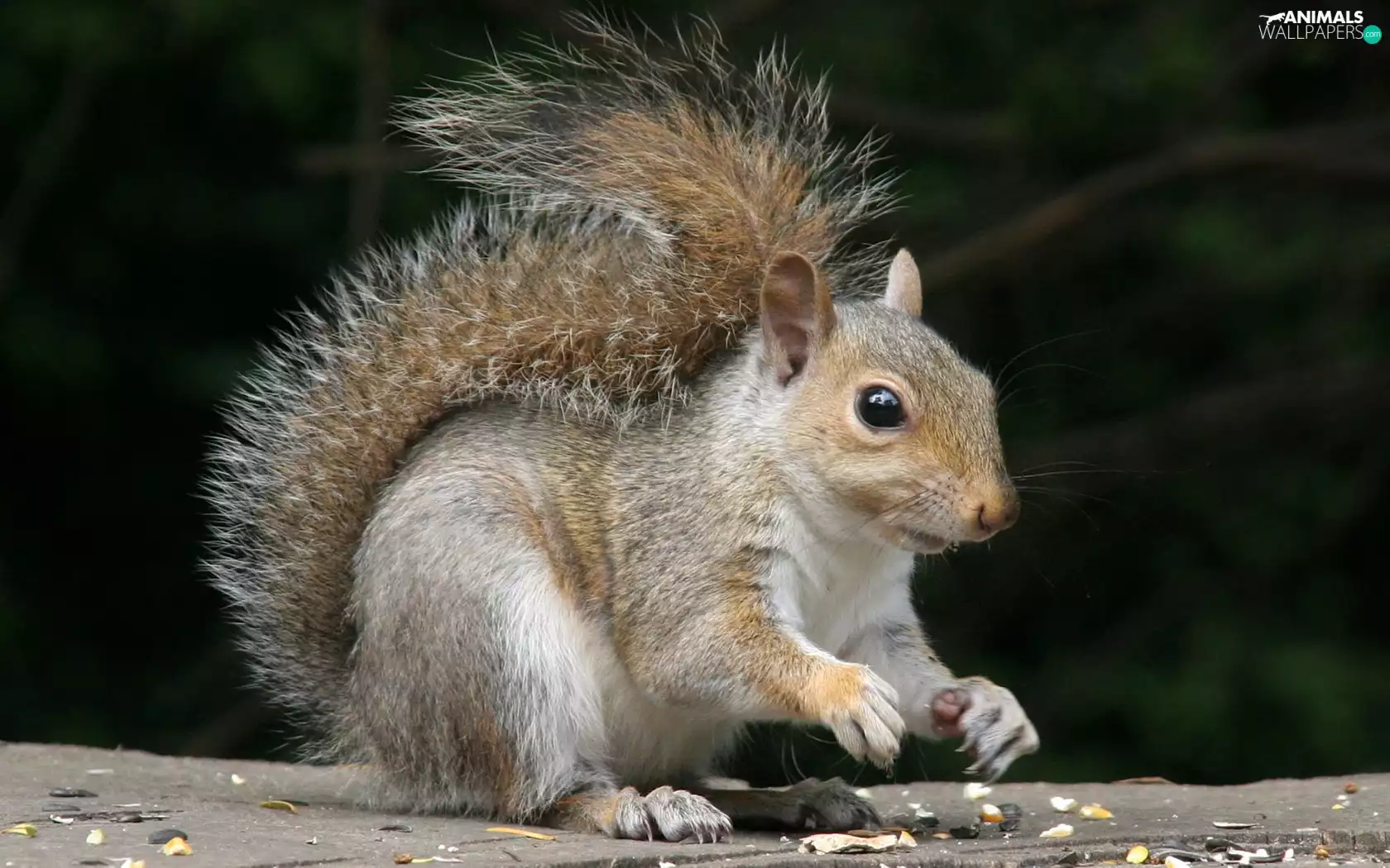 nuts, squirrel, The split