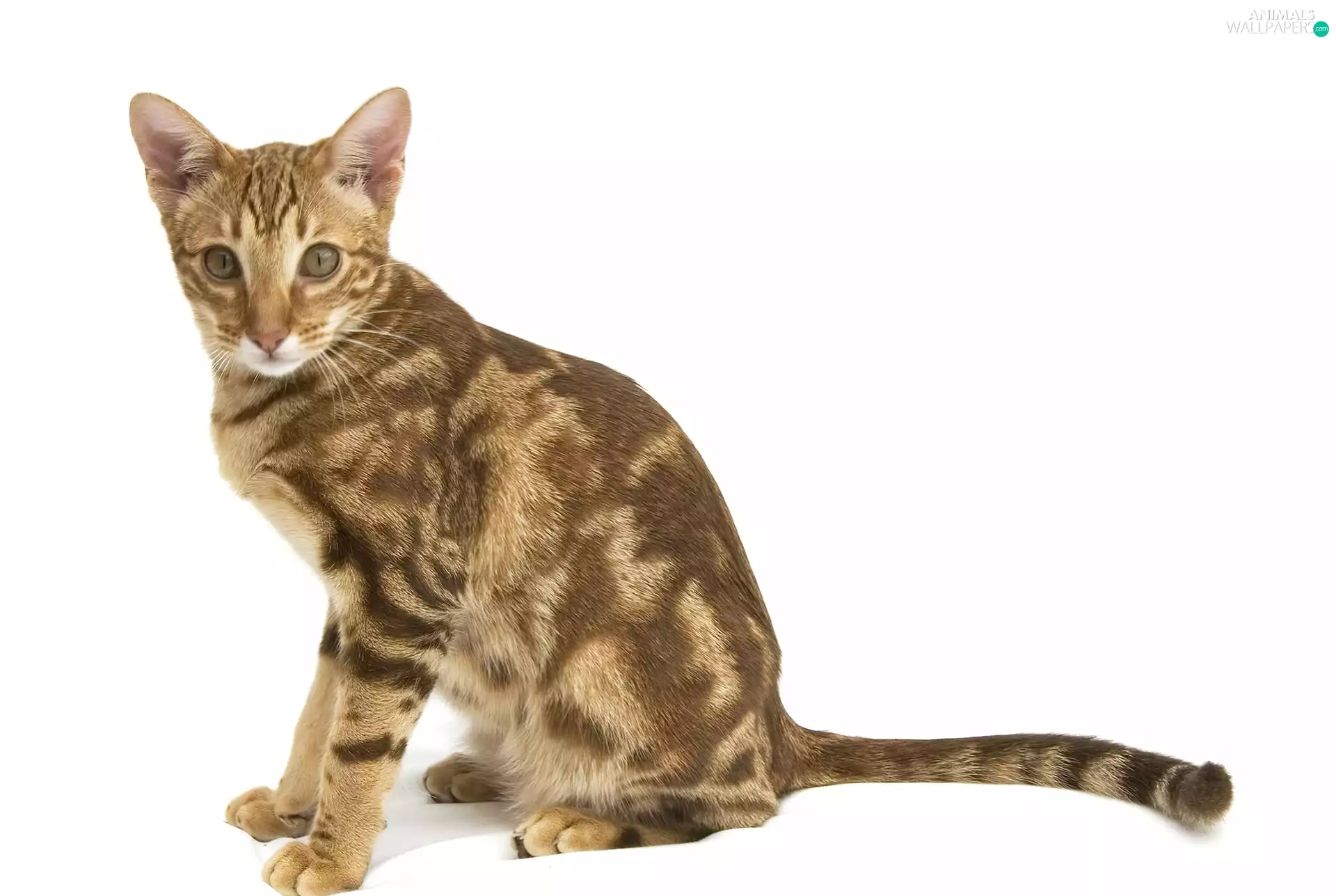 spots, Ocicat, Brown