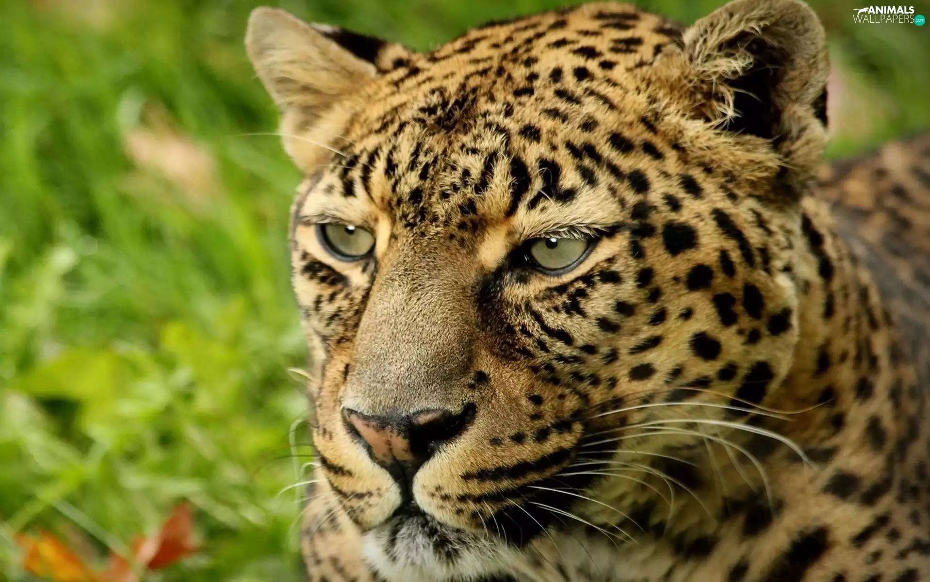 spots, Leopards, mouth