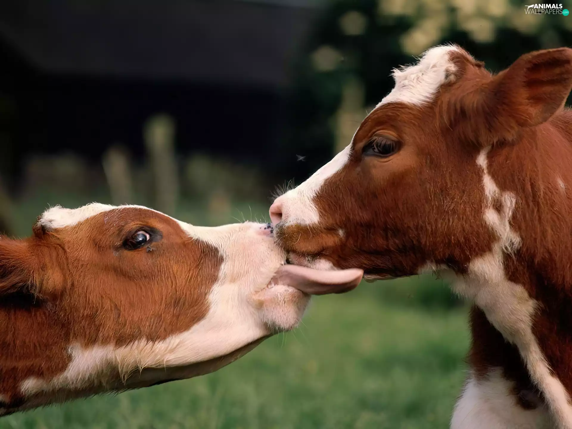 Two, Cows, kiss, spotted
