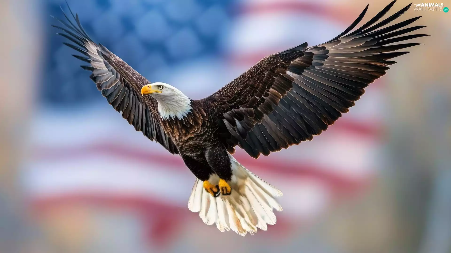 wings, Bird, flight, spread, American Bald Eagle