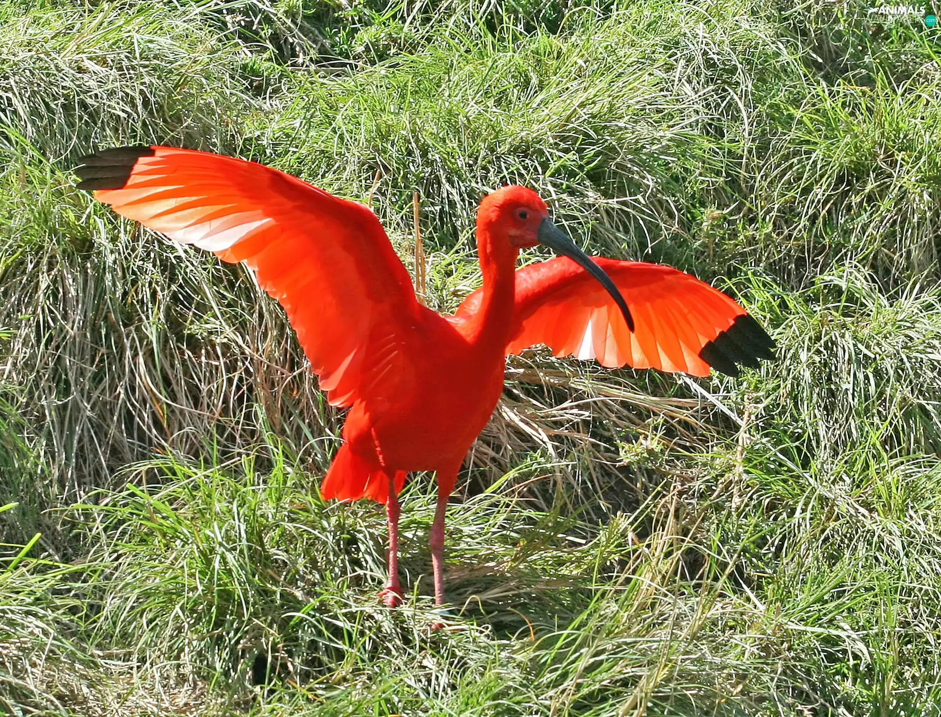 Ibis, wings, grass, spread