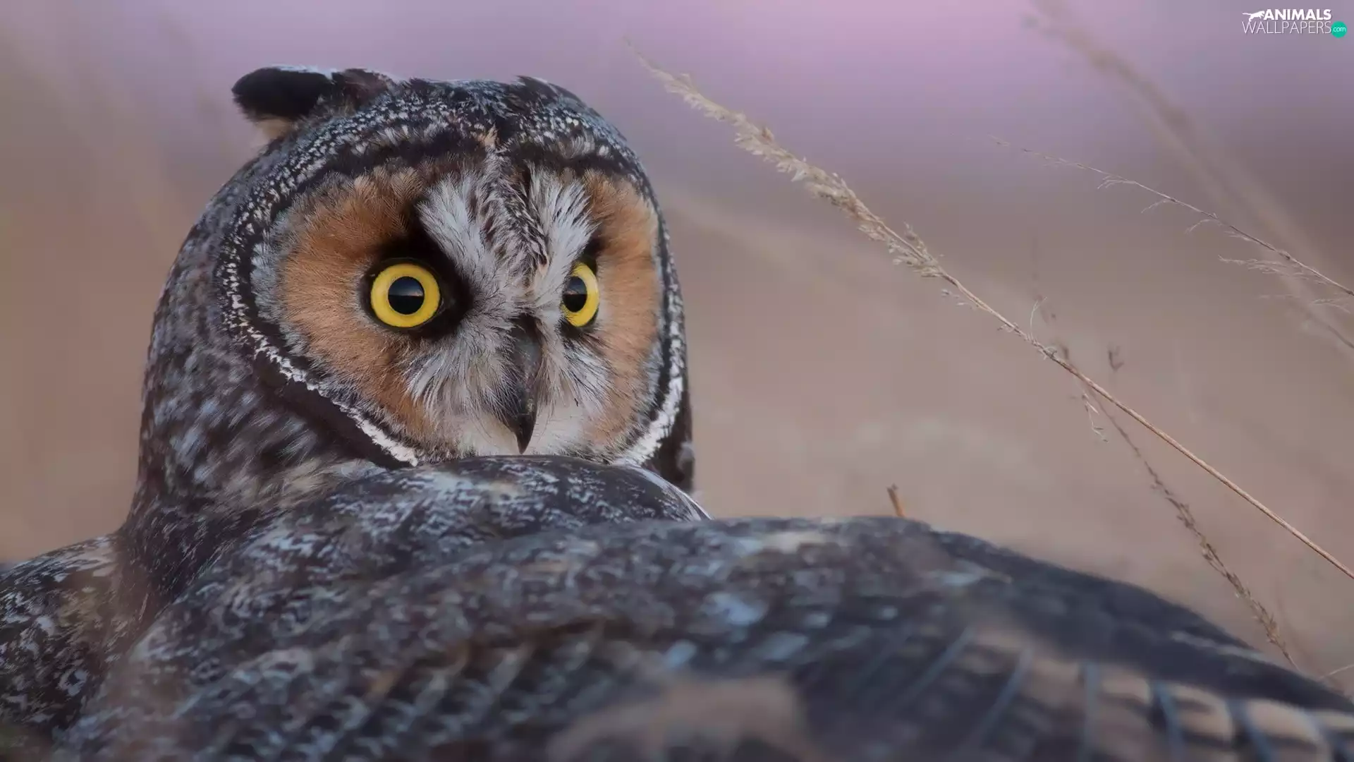 owl, spread, wings, eagle-owl