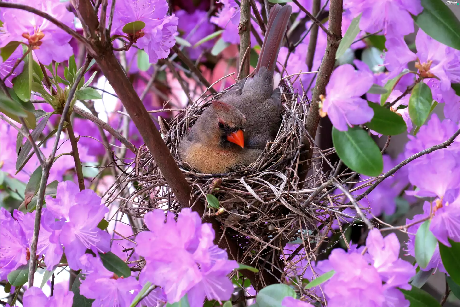 nest, Bird, trees, Spring, flourishing, cardinal