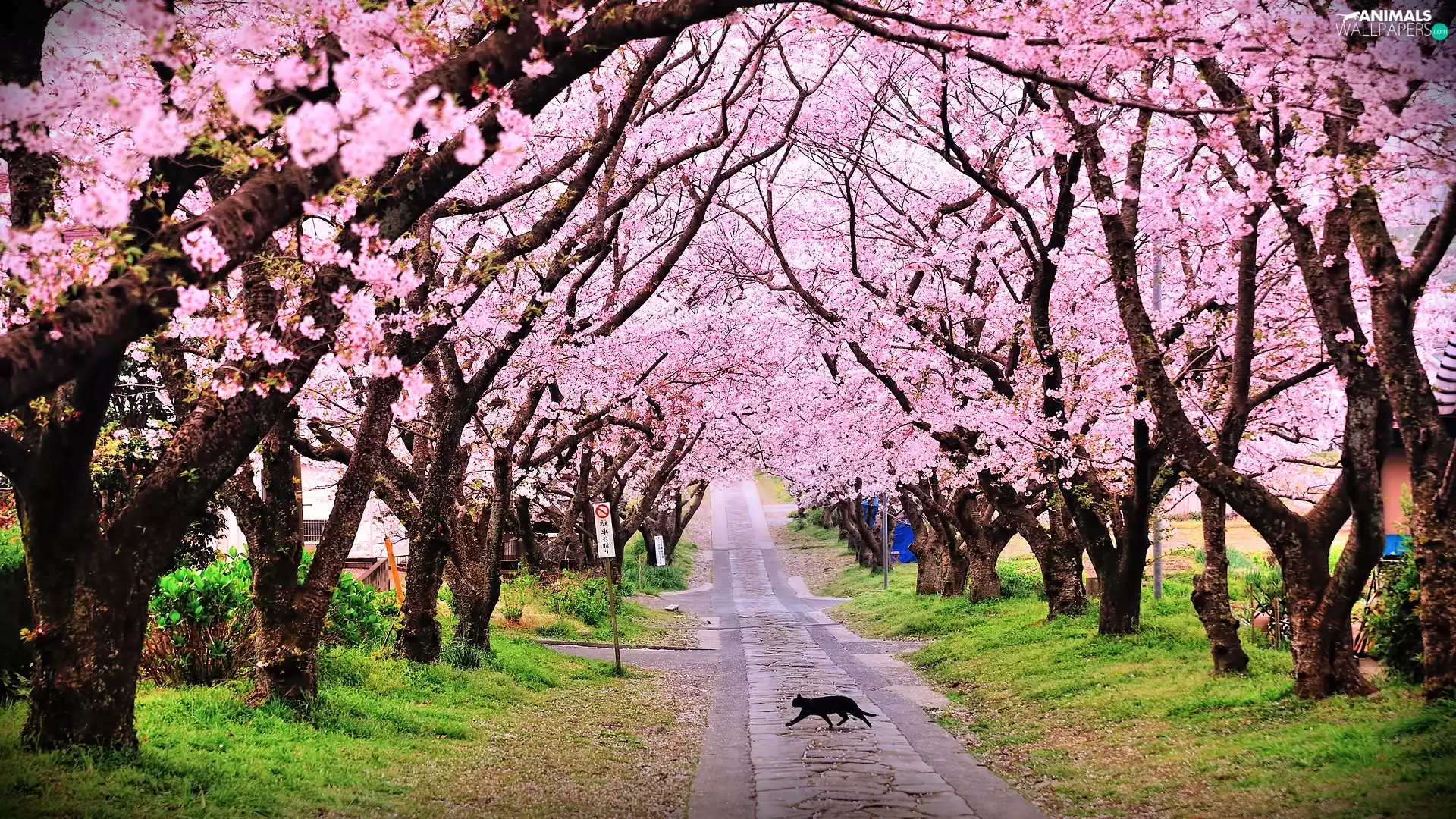 trees, Way, cat, Spring, viewes, flourishing