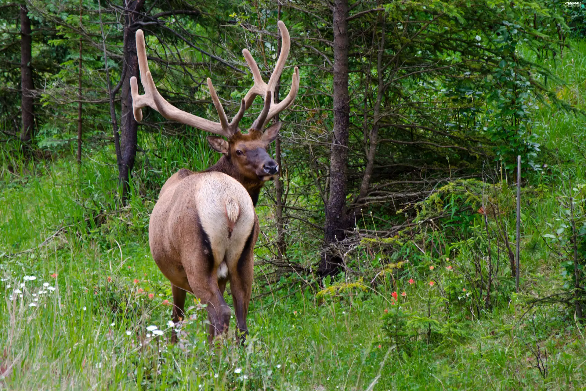 Spring, deer, forest