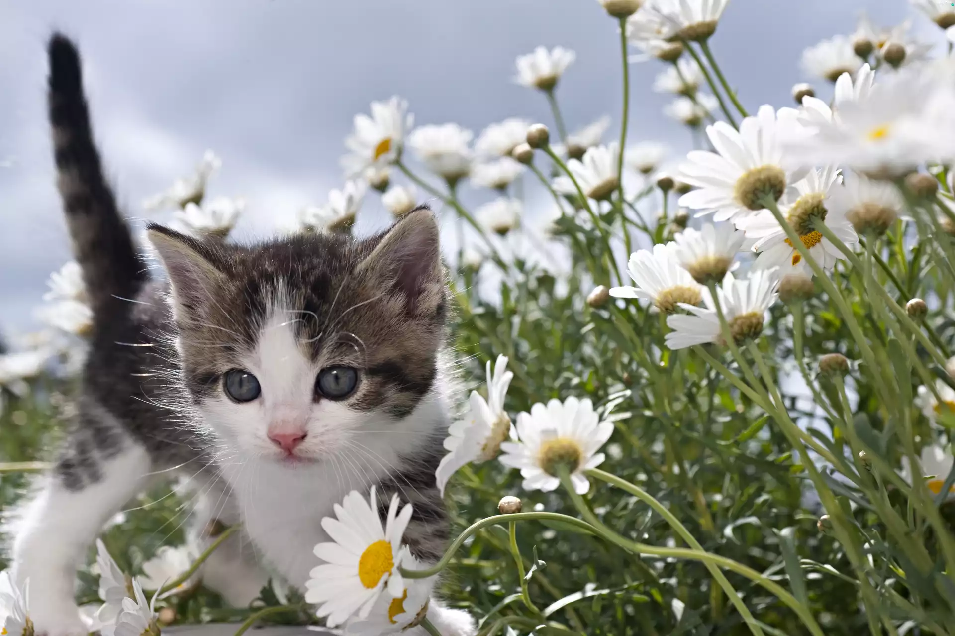 daisy, Spring, kitten, Meadow, small