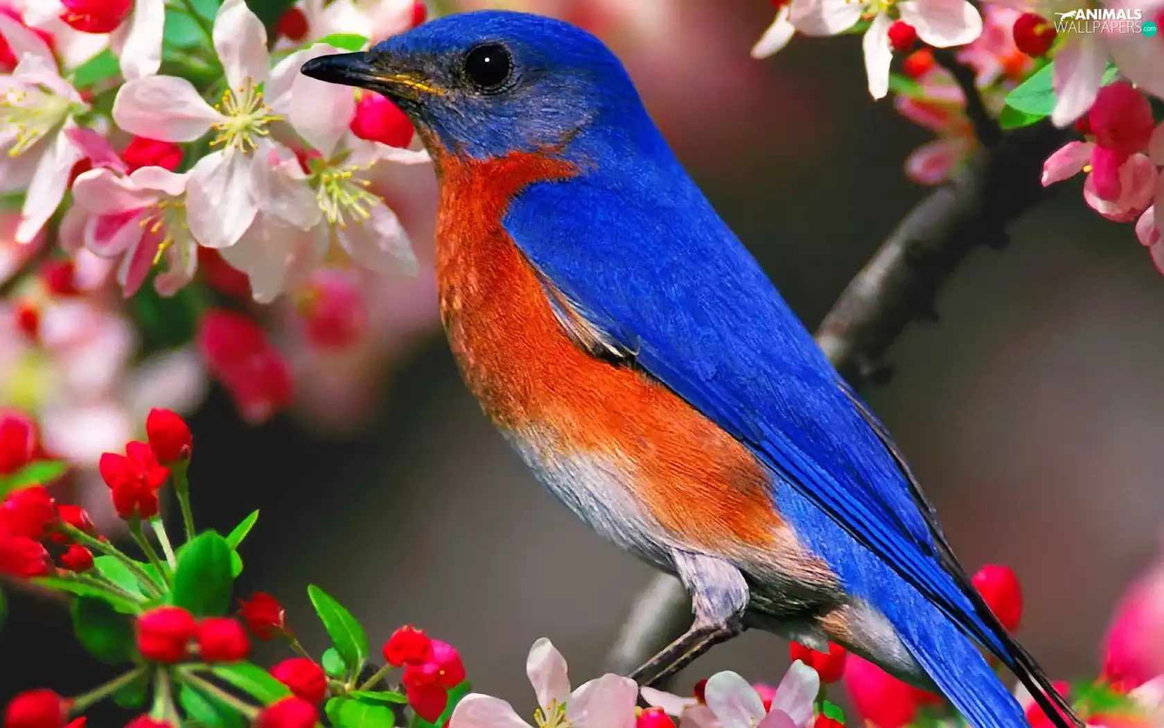 Flowers, Spring, Orange, birdies, blue