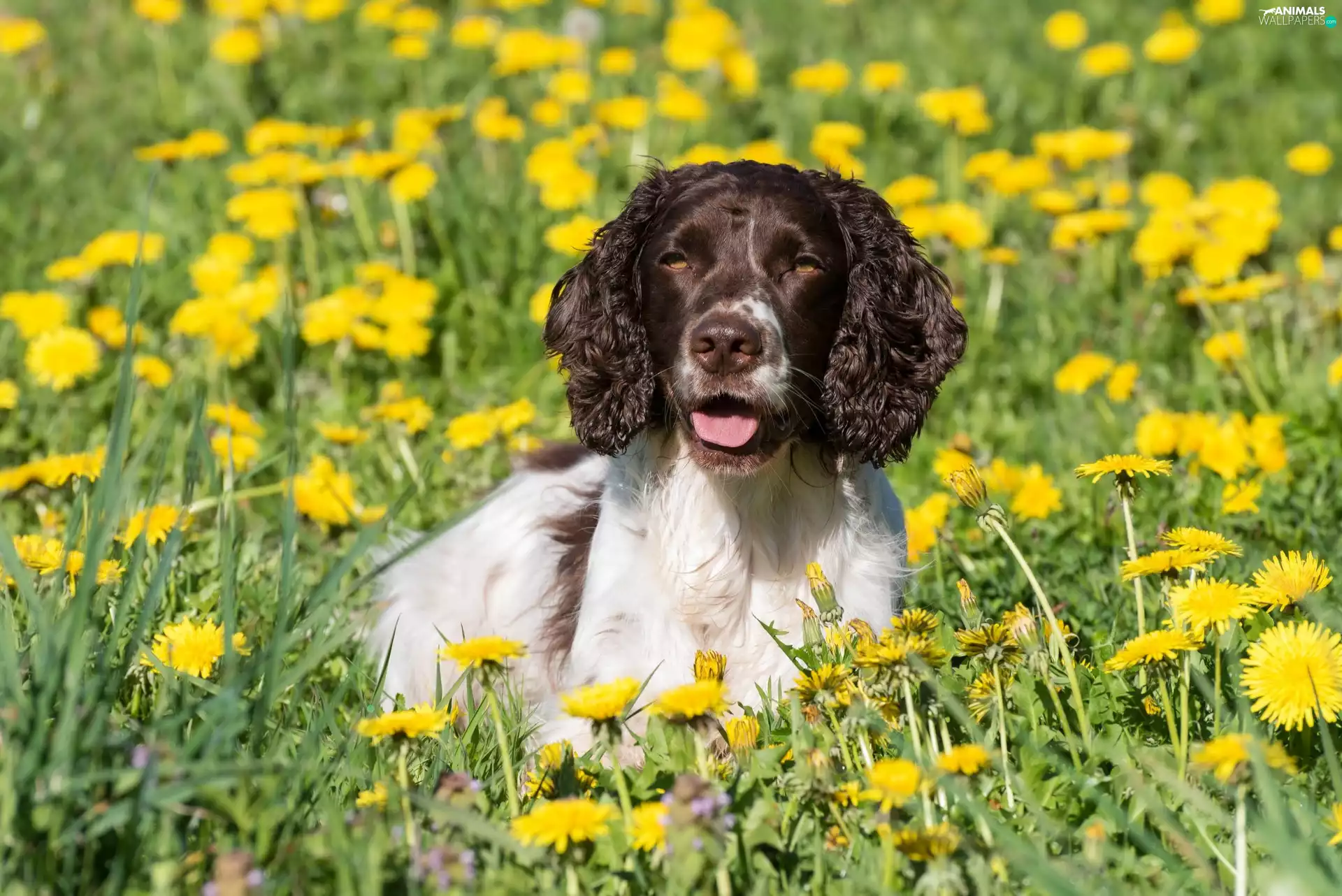 Flowers, puffball, English Springer Spaniel, Meadow, dog