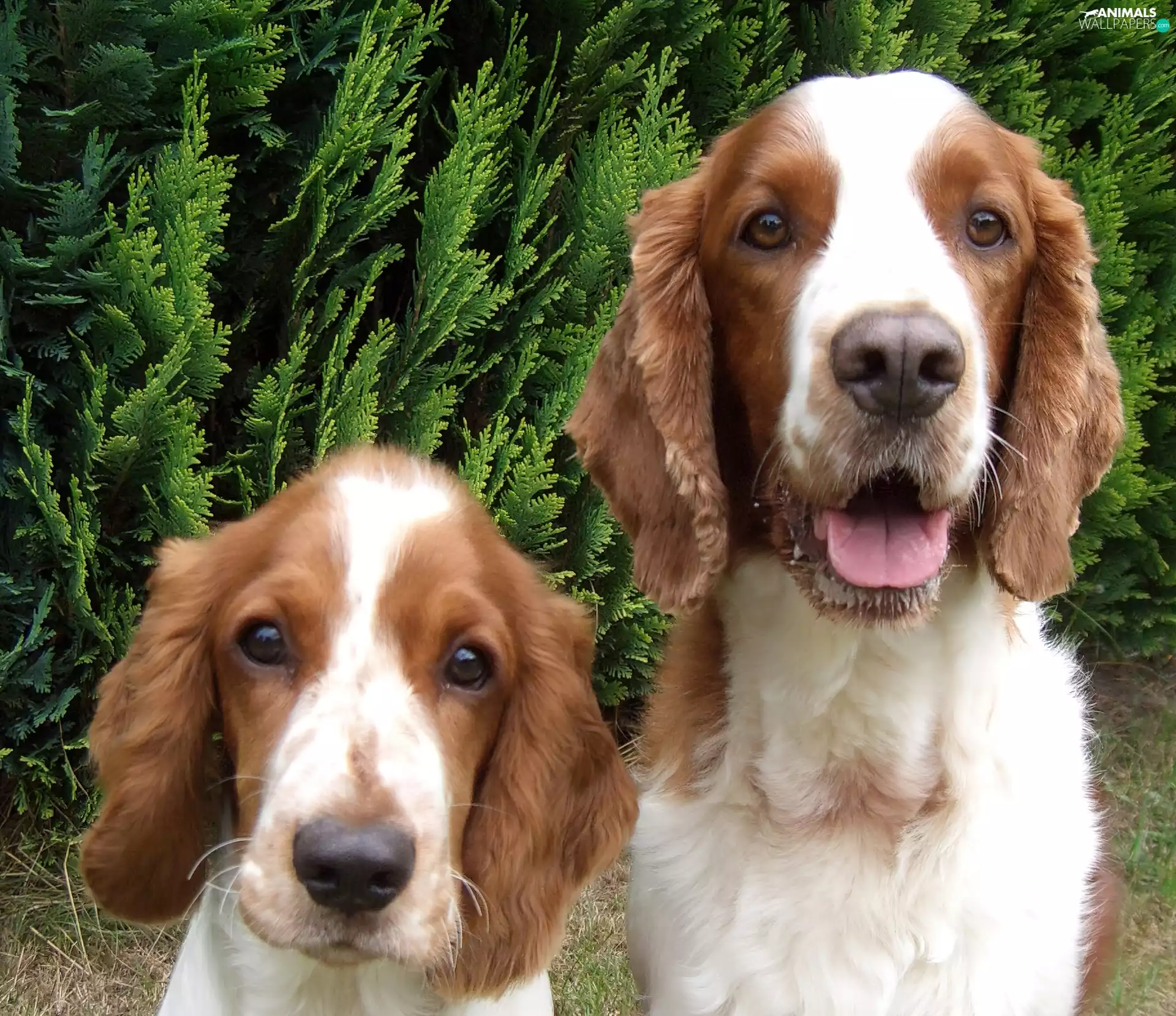 Welsh Springer Spaniel, Two, mug