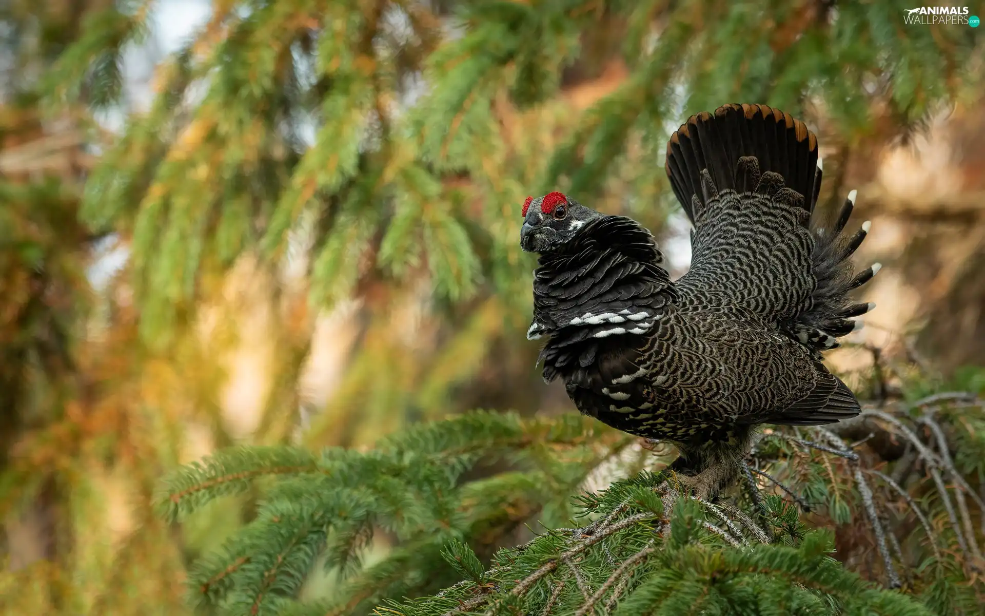 twig, spruce, male, blackcock, Bird