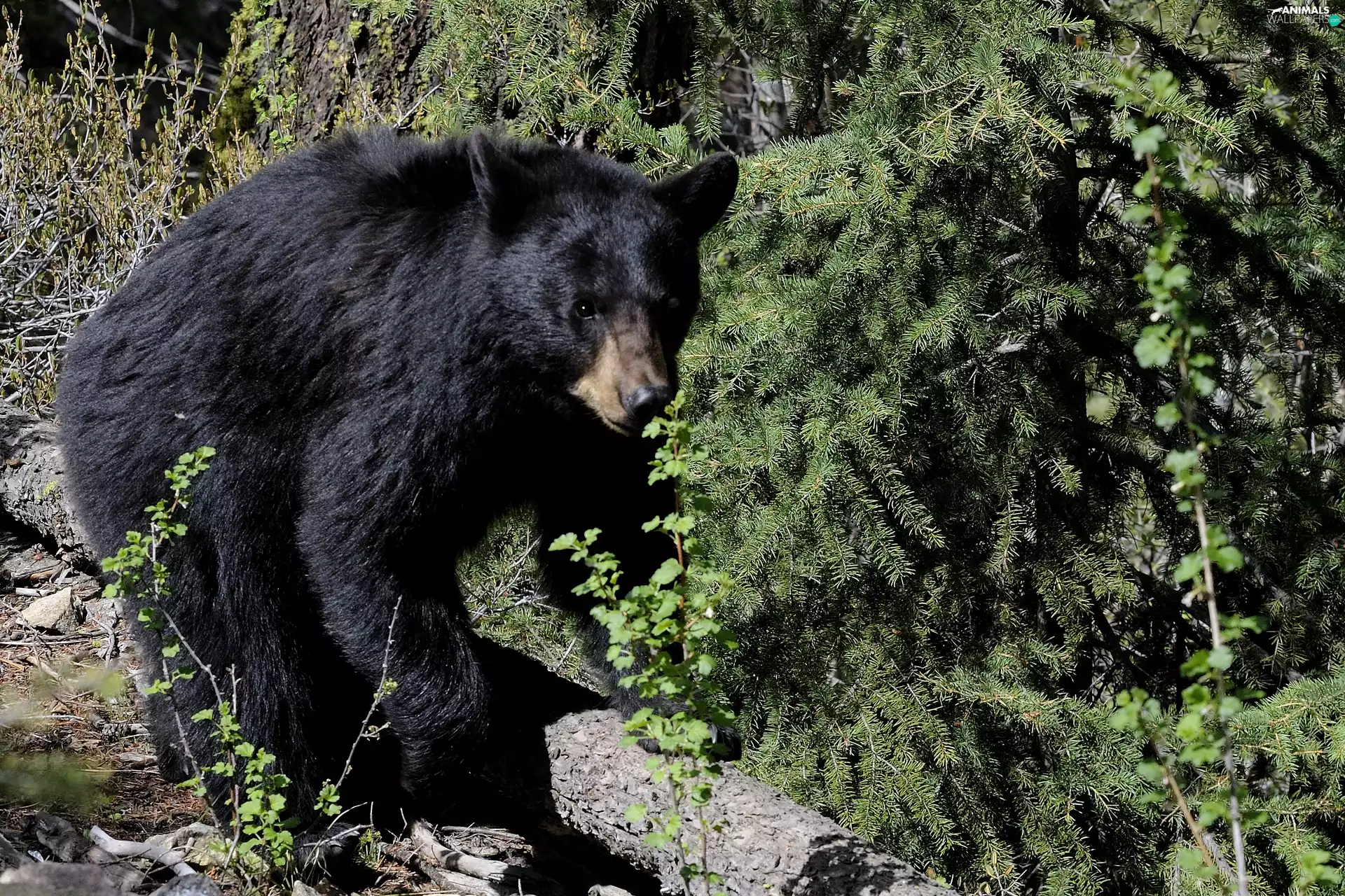 Spruces, Black, Bear