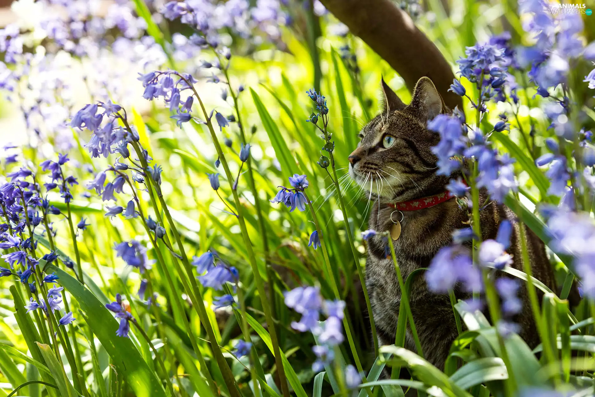squill, cat, Flowers
