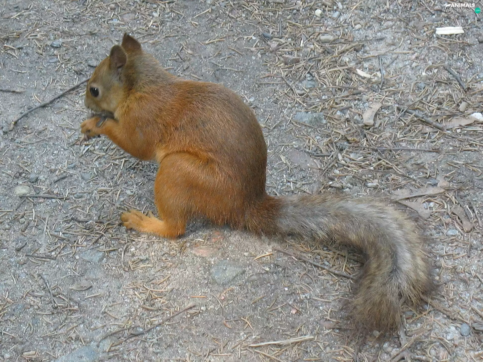 squirrel