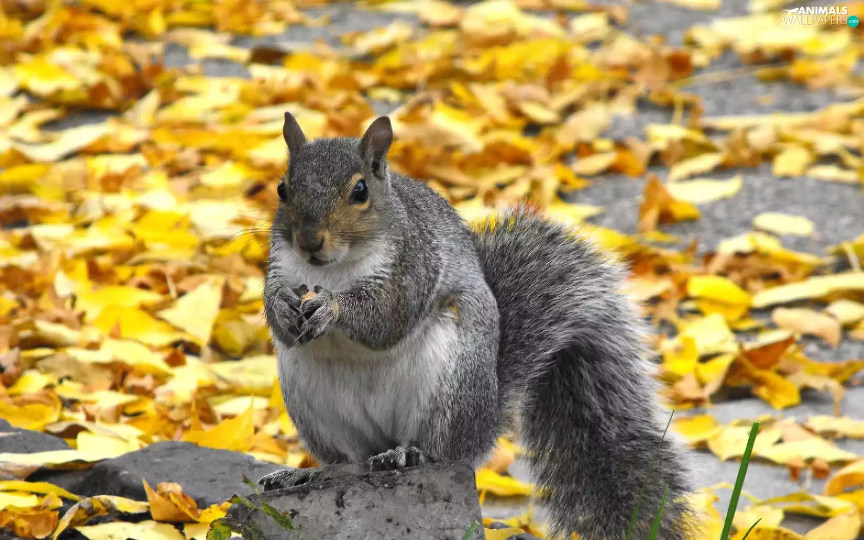 squirrel, autumn