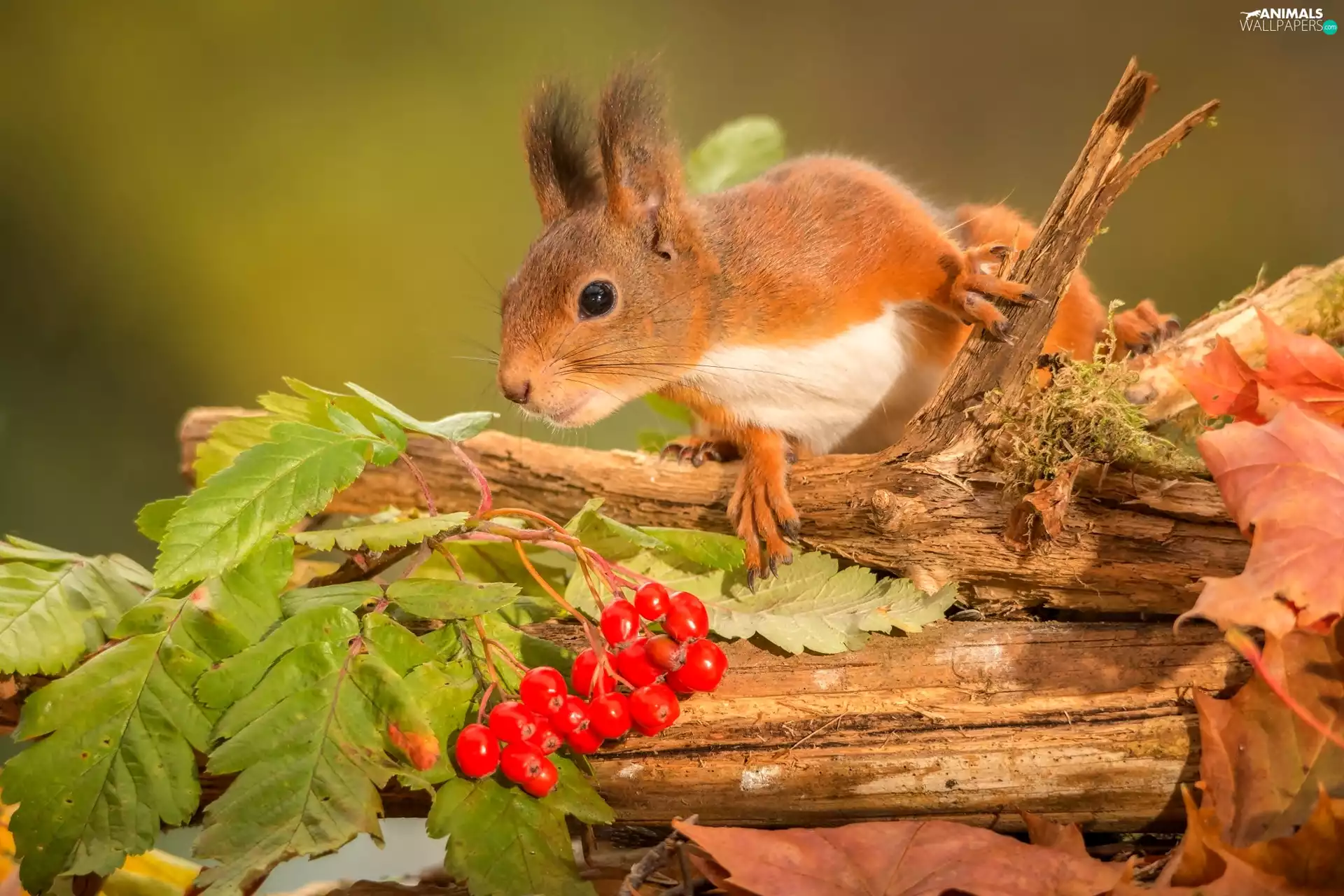 Leaf, Mountain Ash, squirrel, branch, autumn