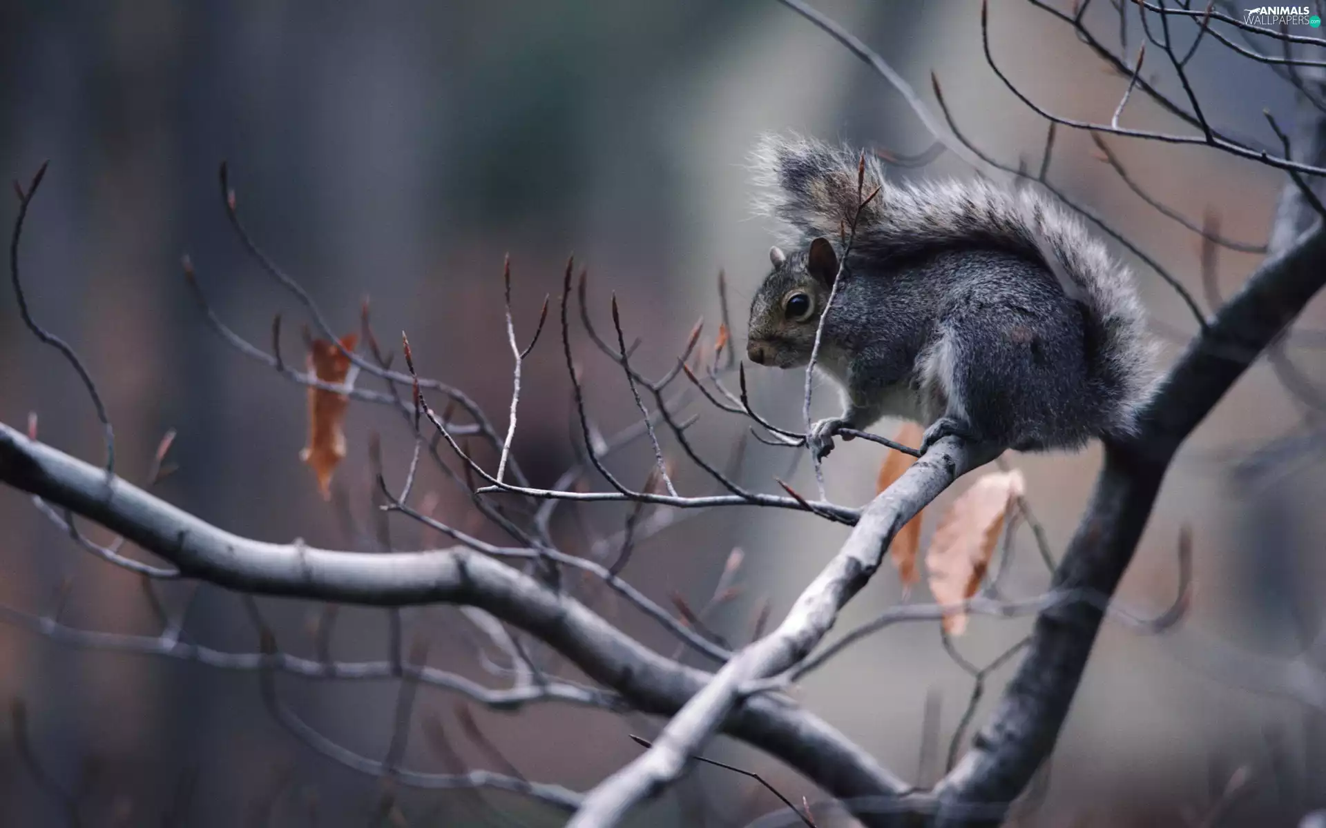 branch pics, Gray, squirrel