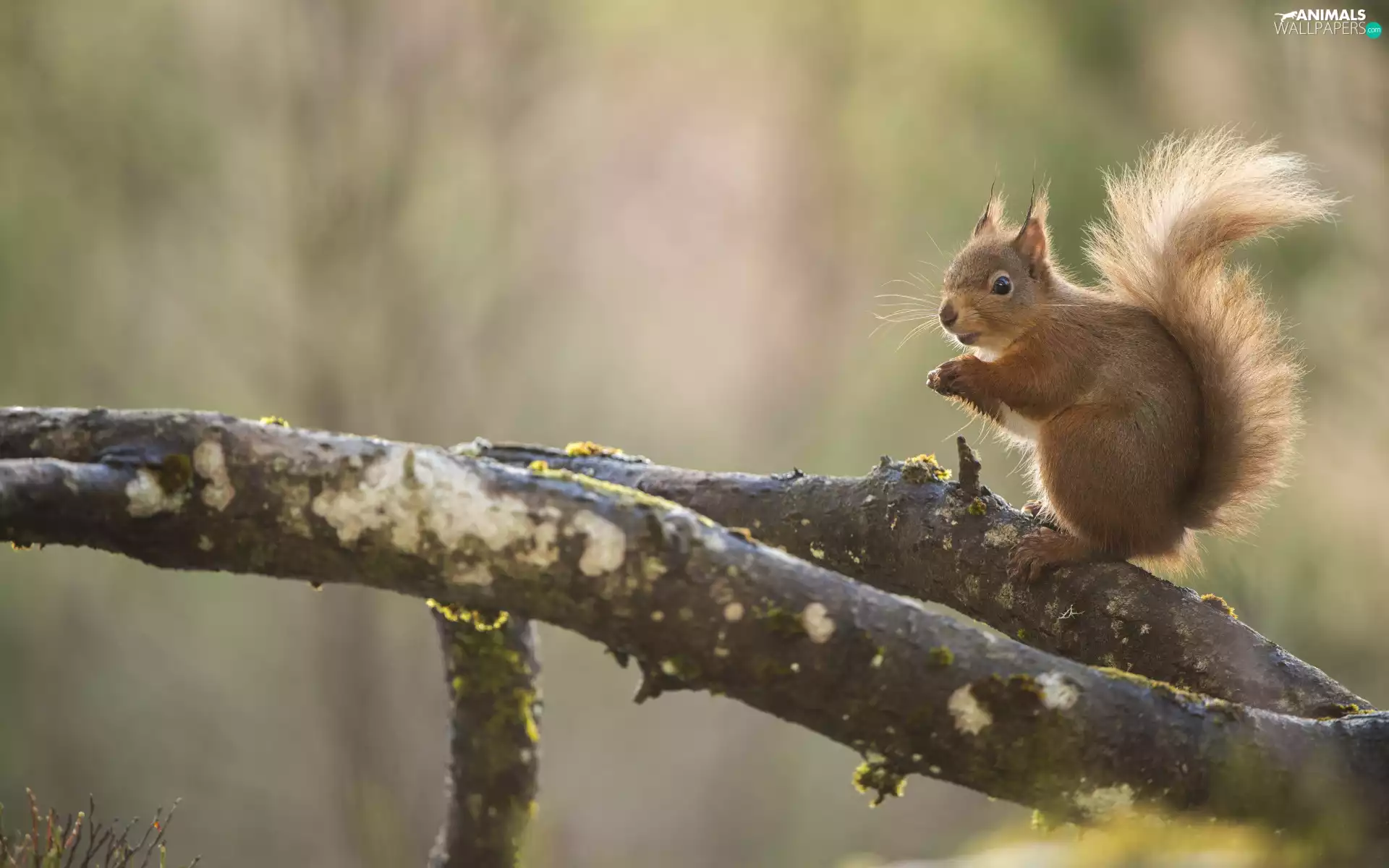 squirrel, branches