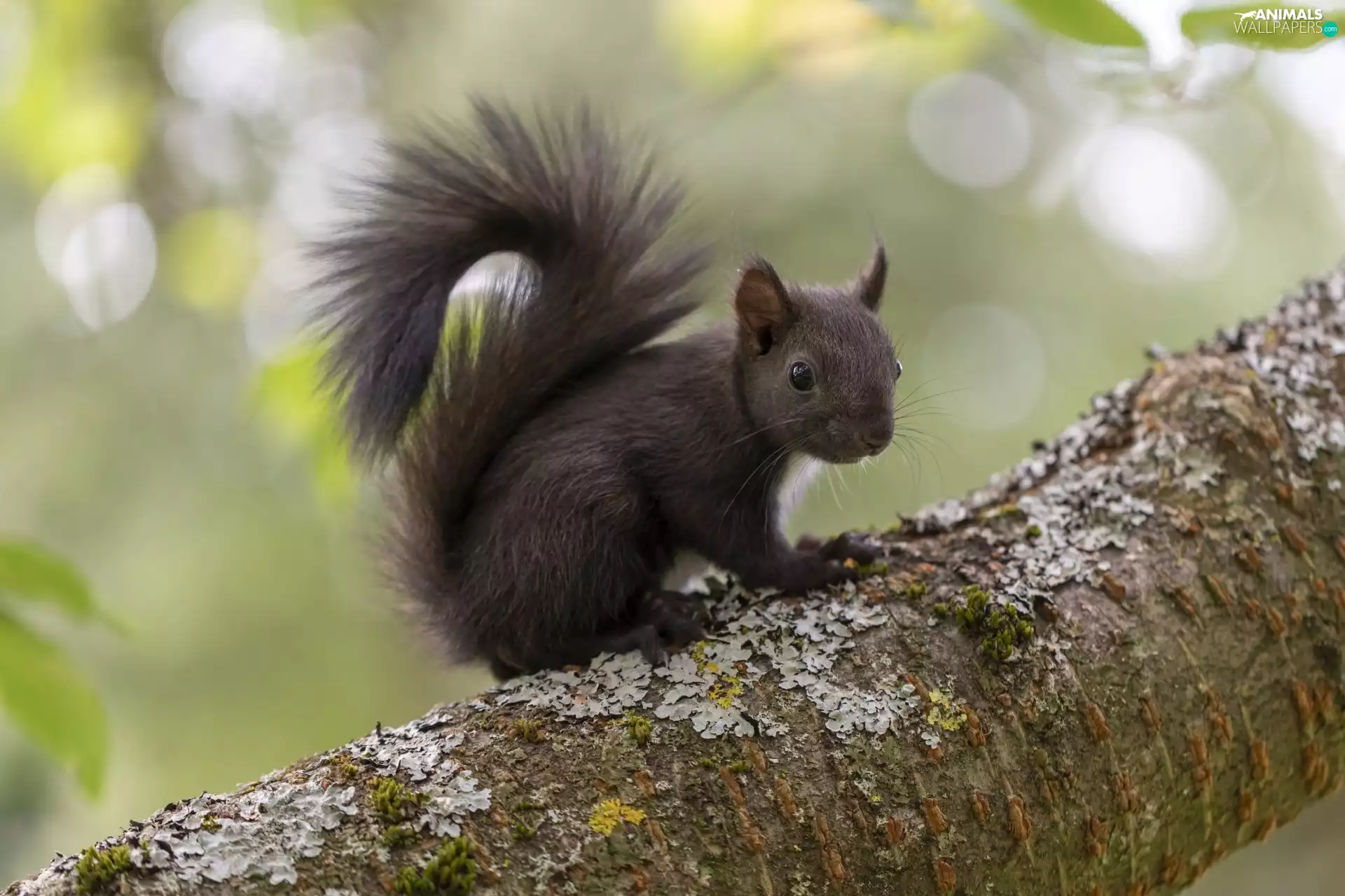 squirrel, young, Brown