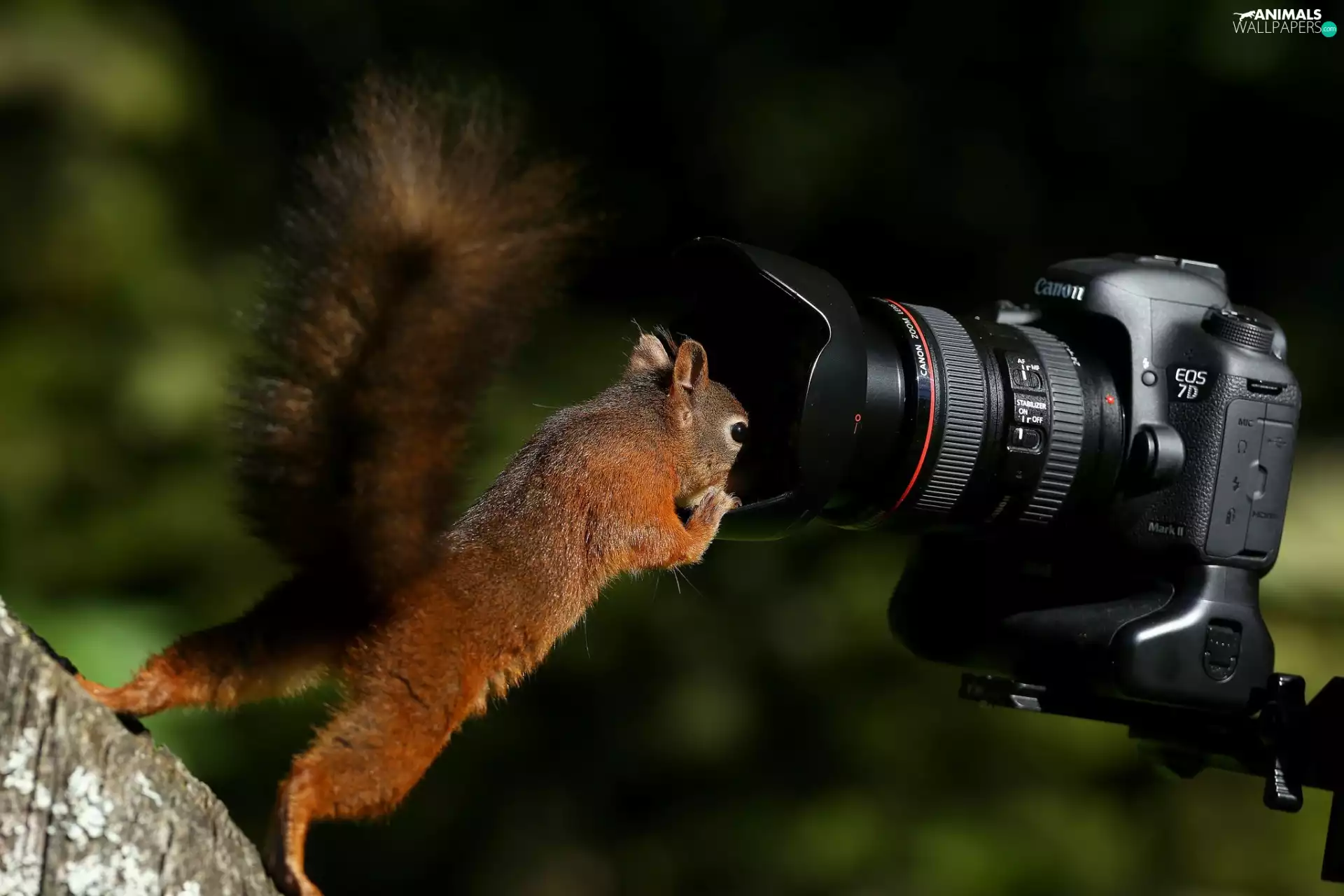 squirrel, Camera