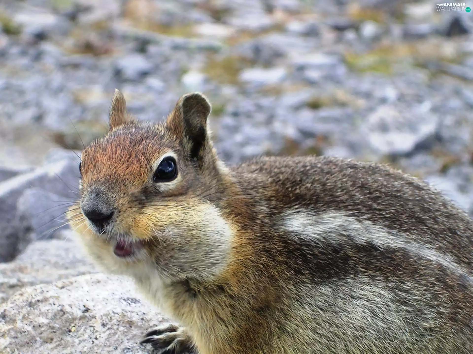 squirrel, Chipmunk