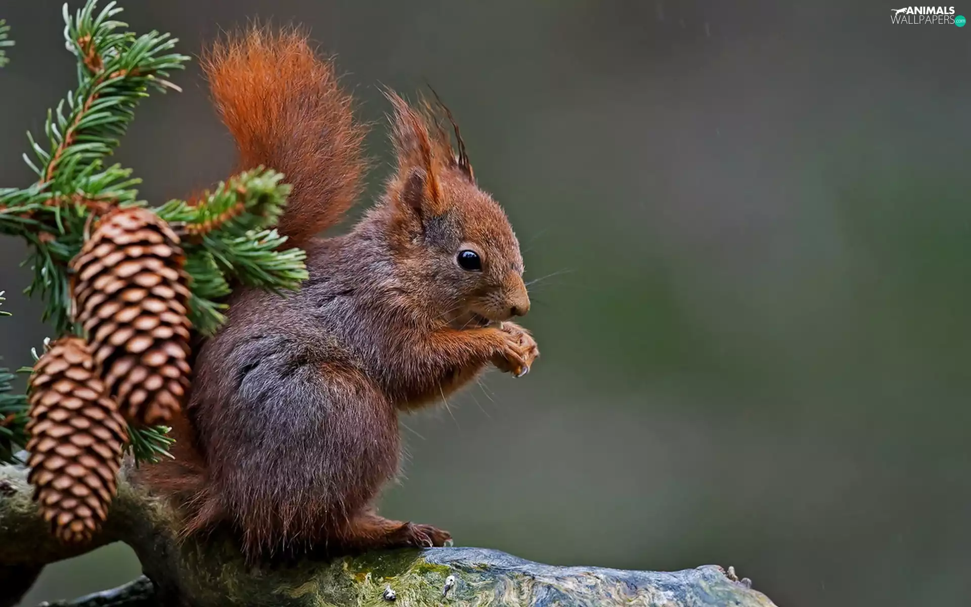 squirrel, cones