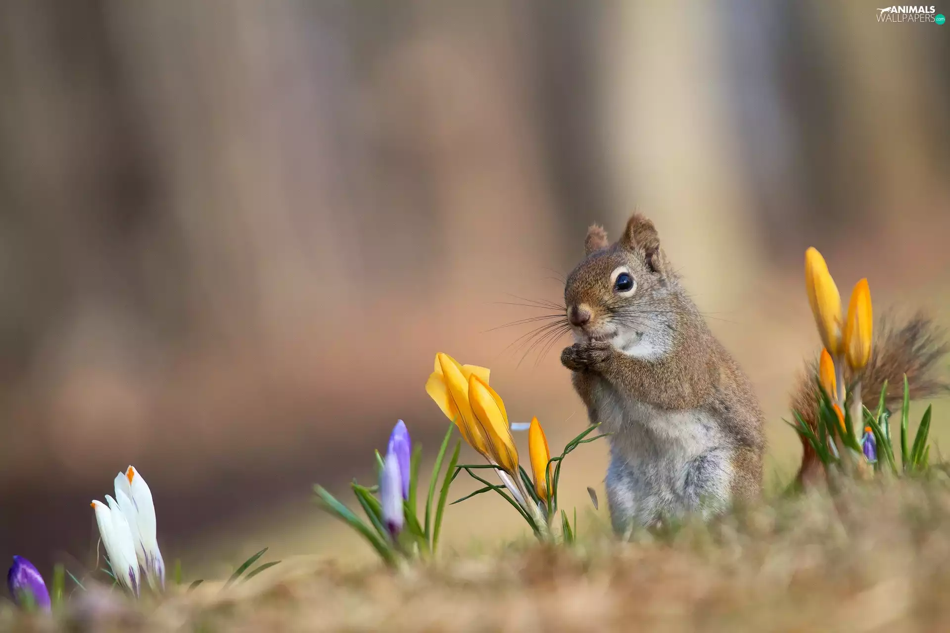 squirrel, crocuses
