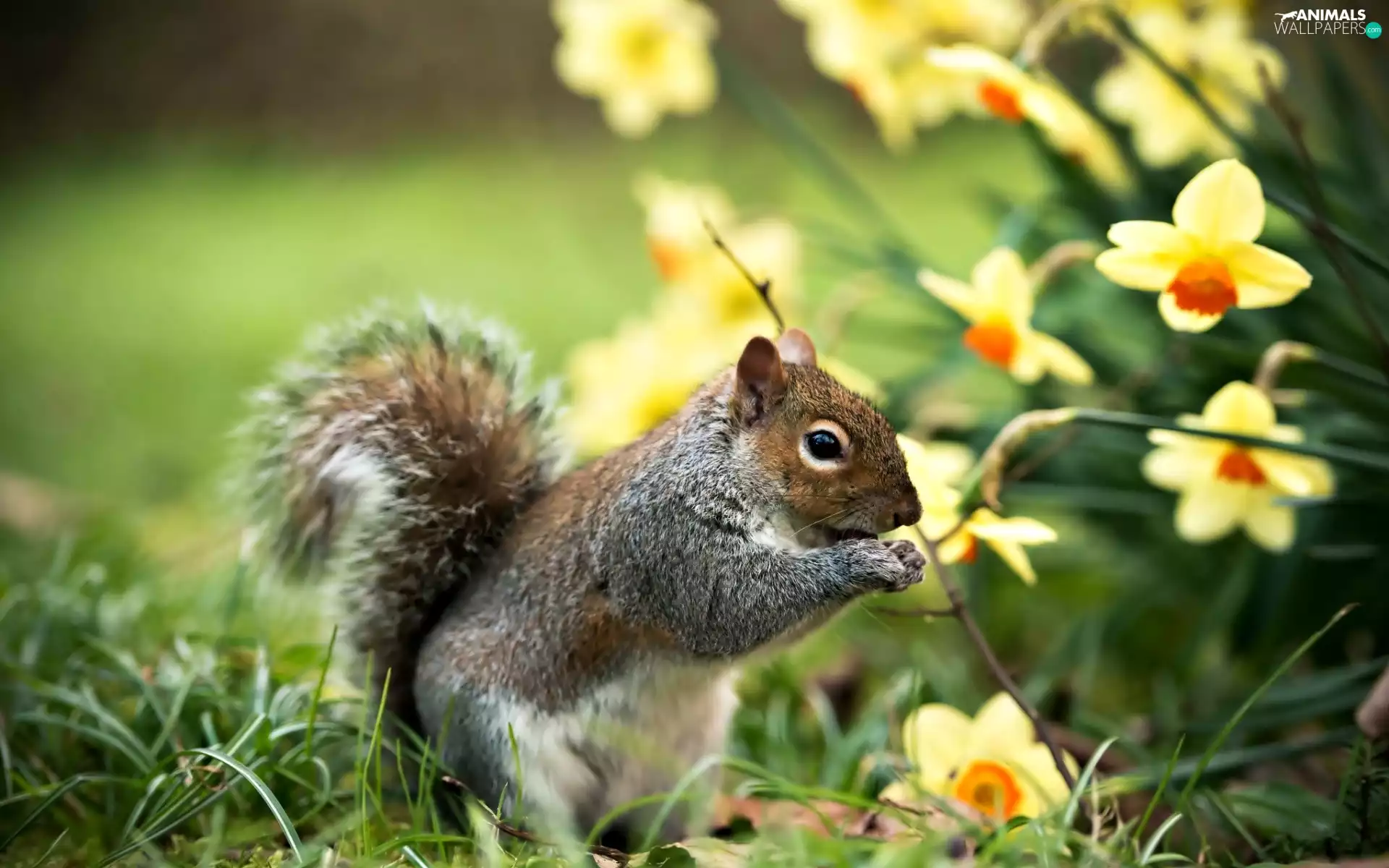 squirrel, Daffodils