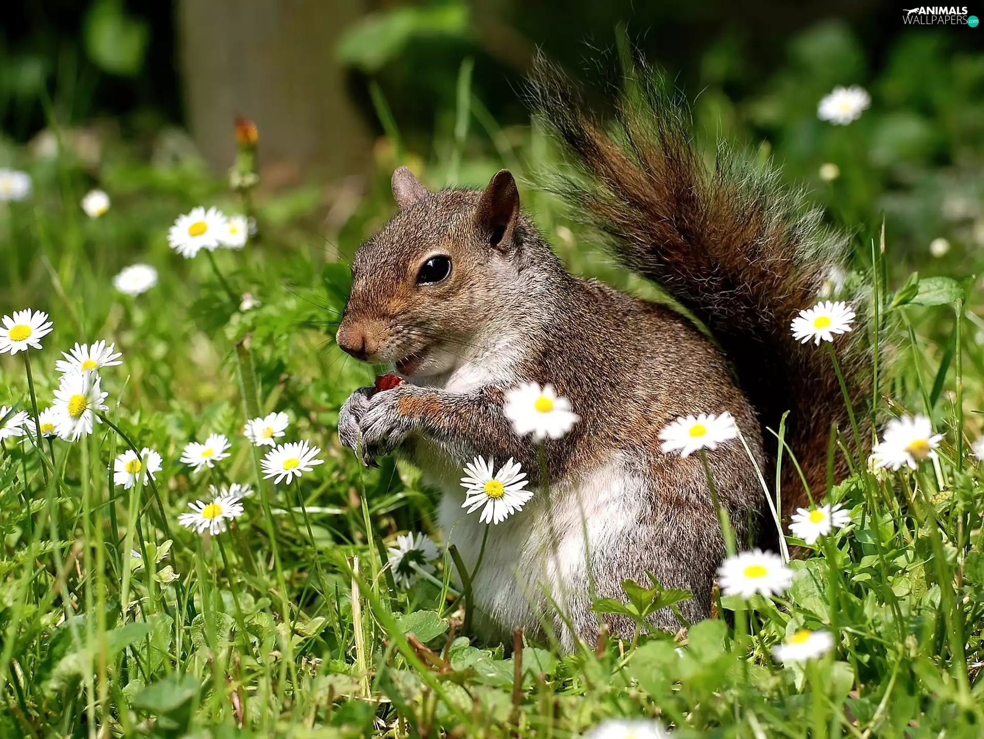 squirrel, daisies