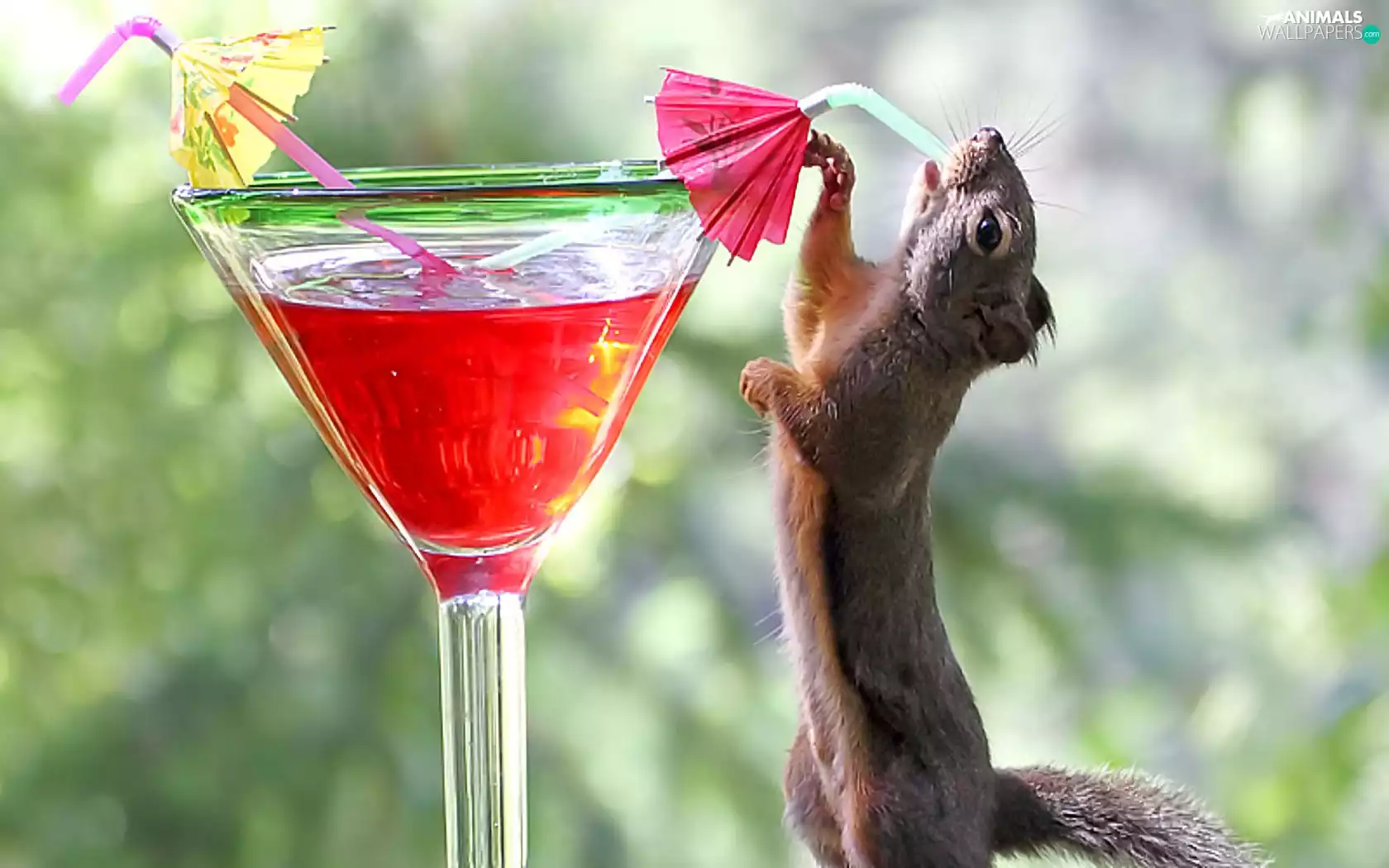 squirrel, Drink