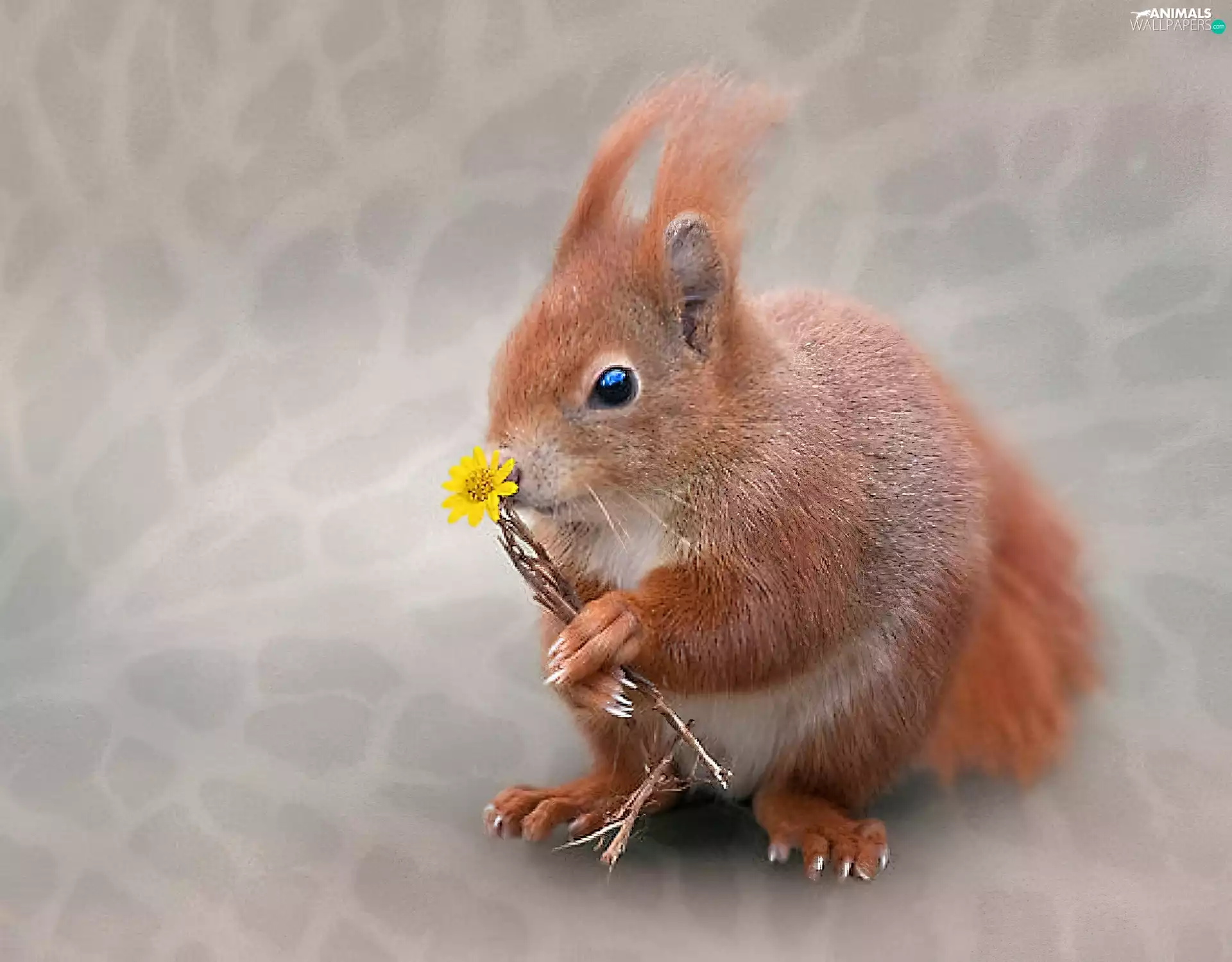 squirrel, Flower