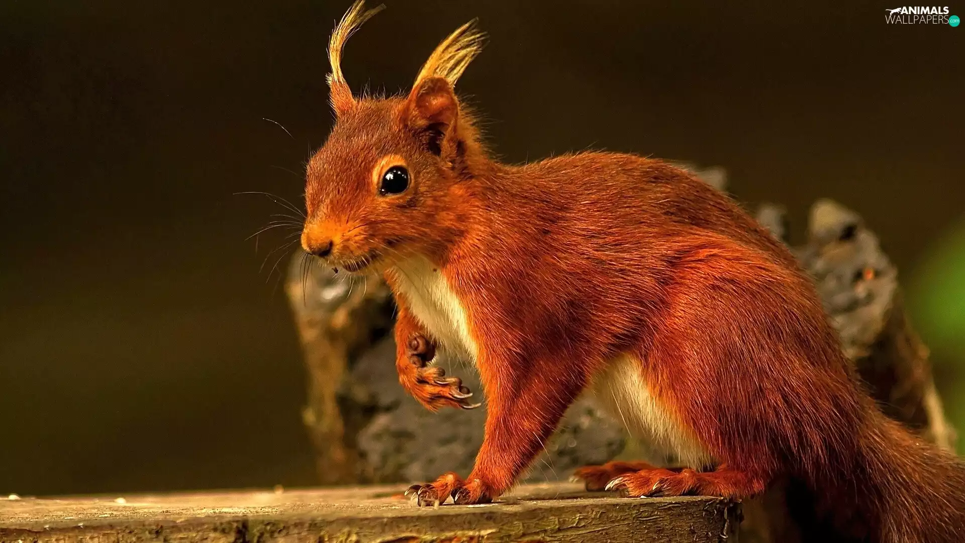 Ginger, trunk, forest, squirrel